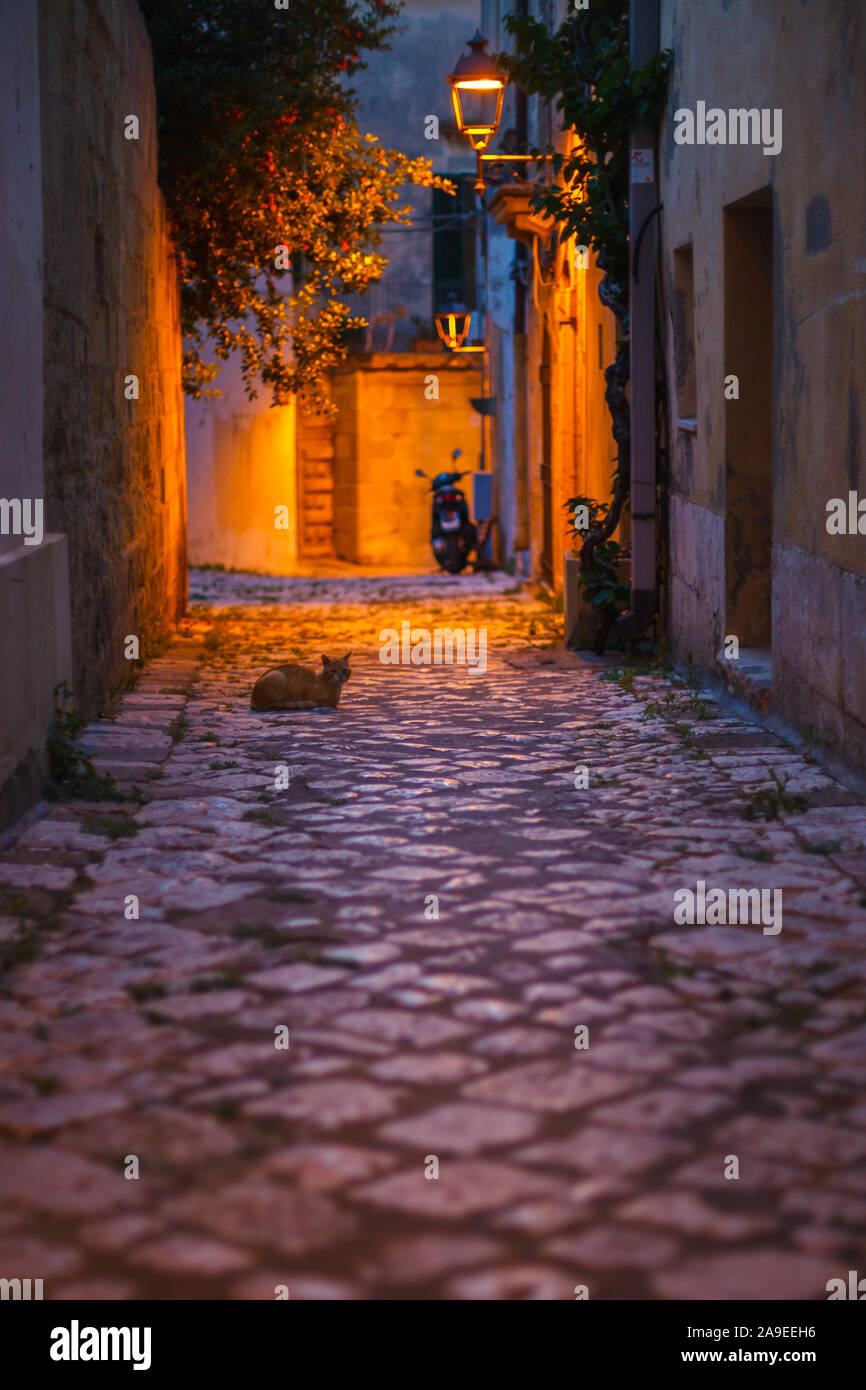 In der nacht in den Gassen einer italienischen Altstadt, liegt eine Katze auf den Gips, Stockfoto