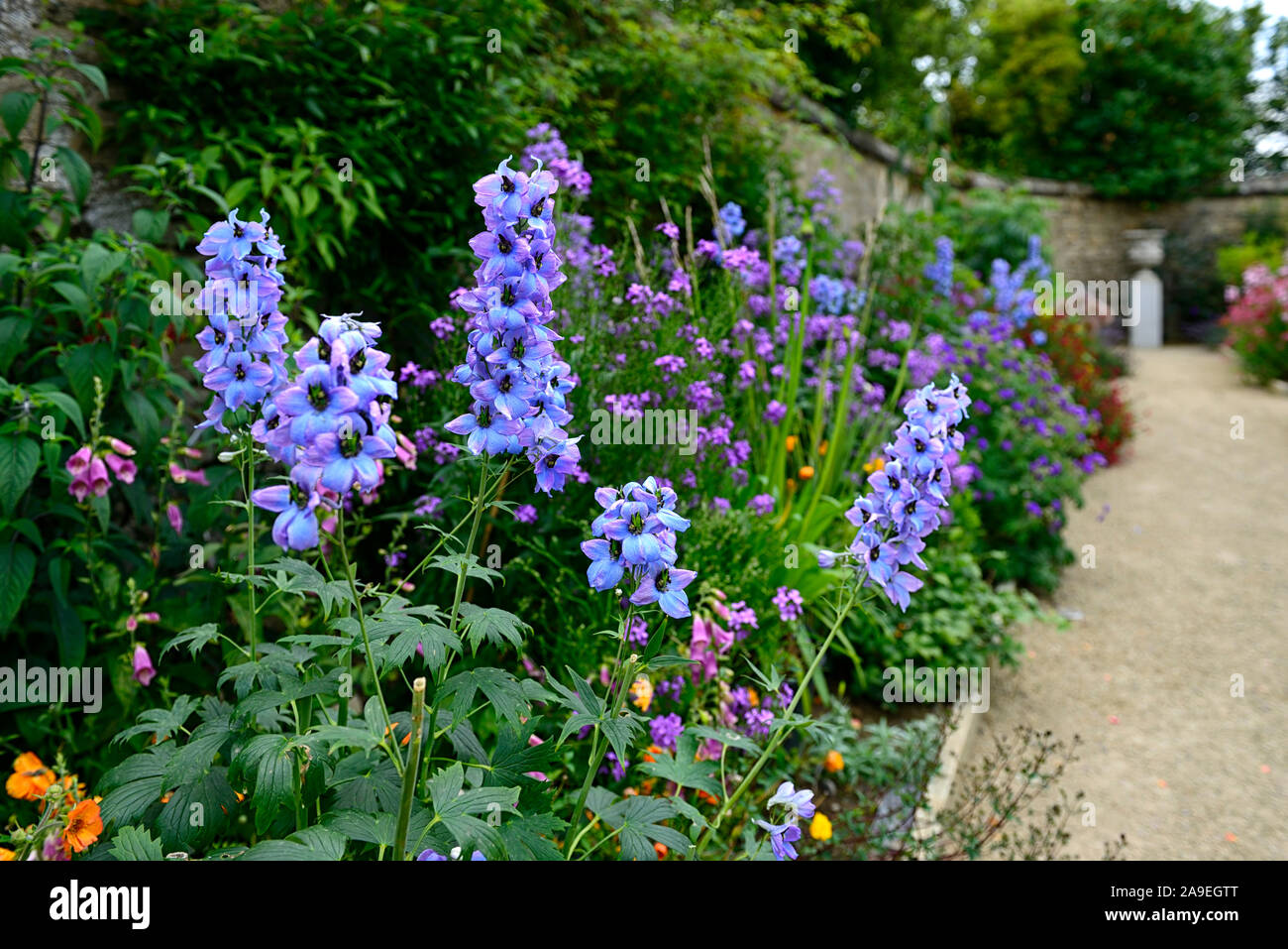 Die Dillon Garten, Helen Dillon, Plantswoman, Dun Mhuire, Seafield Ave, Monkstown, Dublin, Irland, ein Staudenbeet, Stauden, üppige Bepflanzung Stockfoto