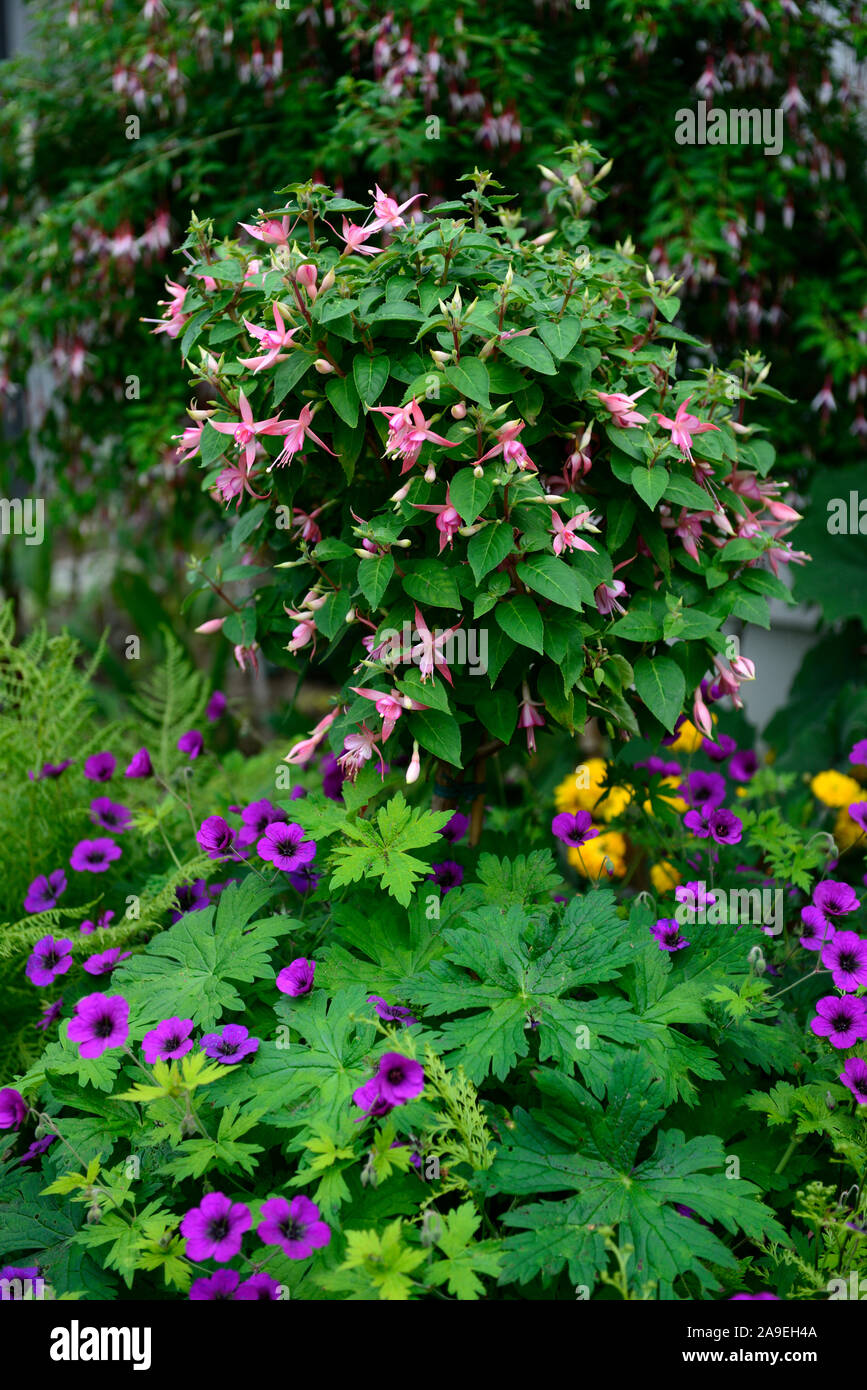 RM Floral, gemischte Bepflanzung, Blumen, Lila, Pink, Fuchsia, cranesbill, Geranium Ann Folkard Stockfoto
