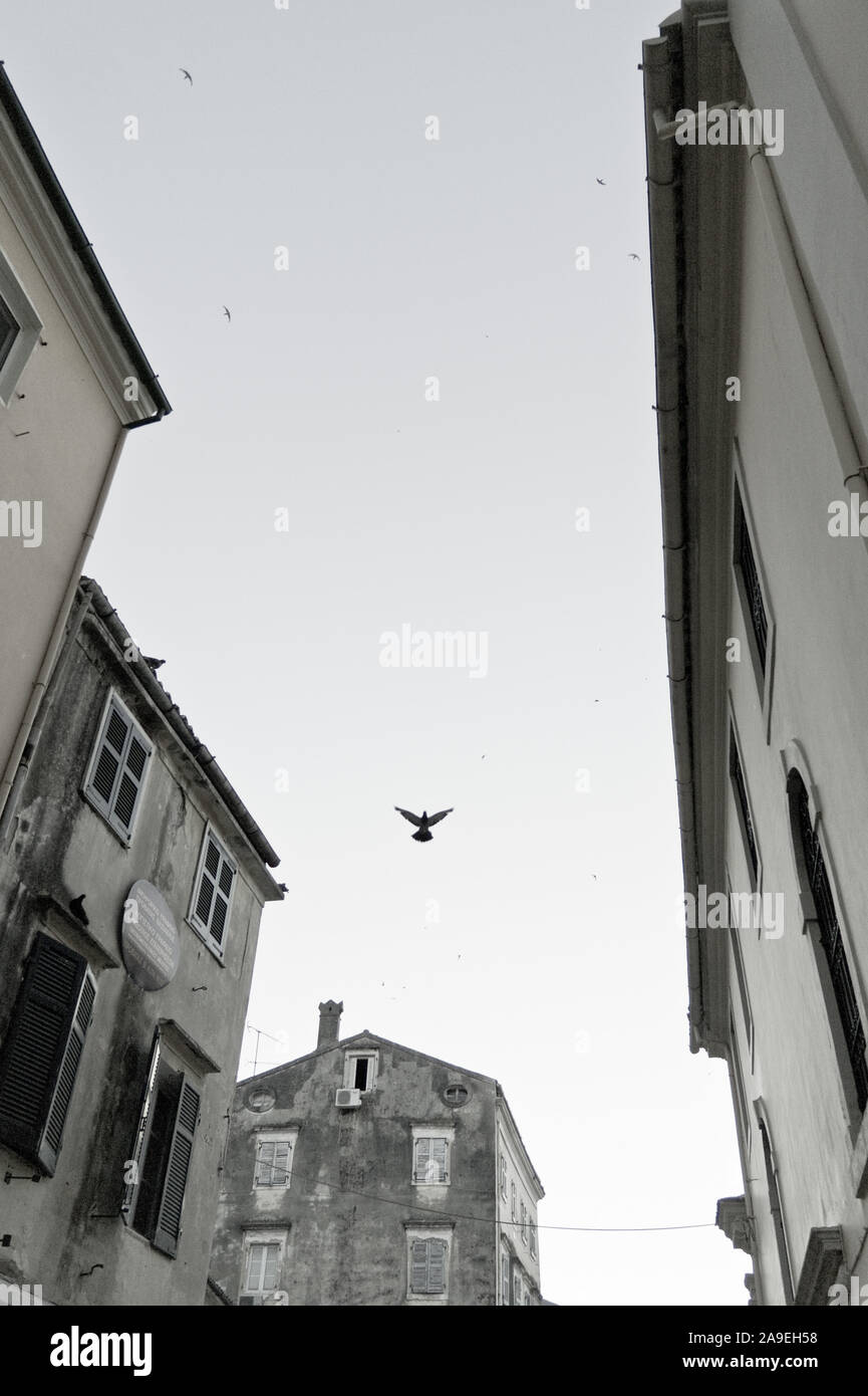 Korfu (Stadt), Stimmung mit fliegenden Vogel Stockfoto