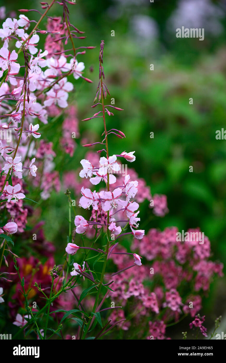 Gaura lindheimeri Siskiyou Pink, Beeblossom, rosa Blumen, Blüte, Garten, Gärten, lindheimer's beeblossom, RM Floral Stockfoto