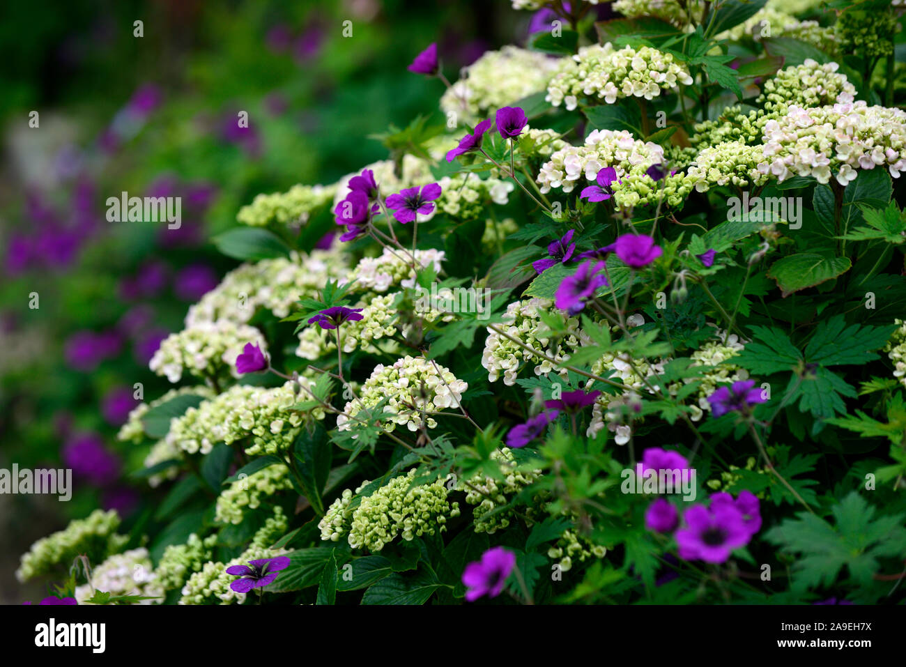 Geranium Ann Folkard, Hortensie, lila, weiss, Blumen, Blüte, Gemischt, Mix, Pflanzen, Kombination, RM Floral Stockfoto