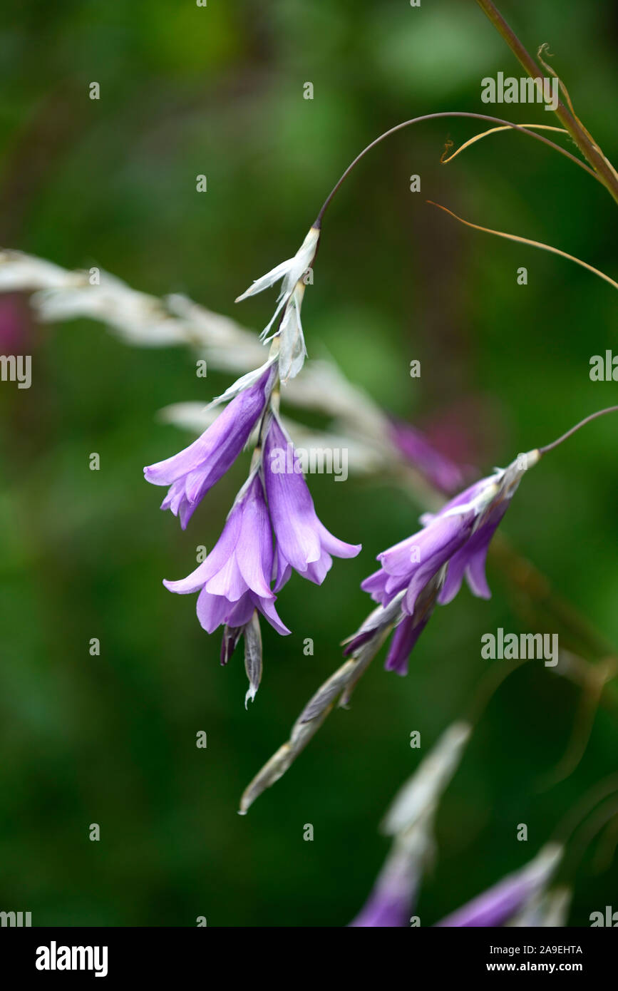 Dierama nixonianum, Violett, Lila, Blüte, Blumen, Blüte, Stauden, Kaskadierung, Bogenschiessen, Dangling, hängend, Glockenförmigen, RM floral Stockfoto