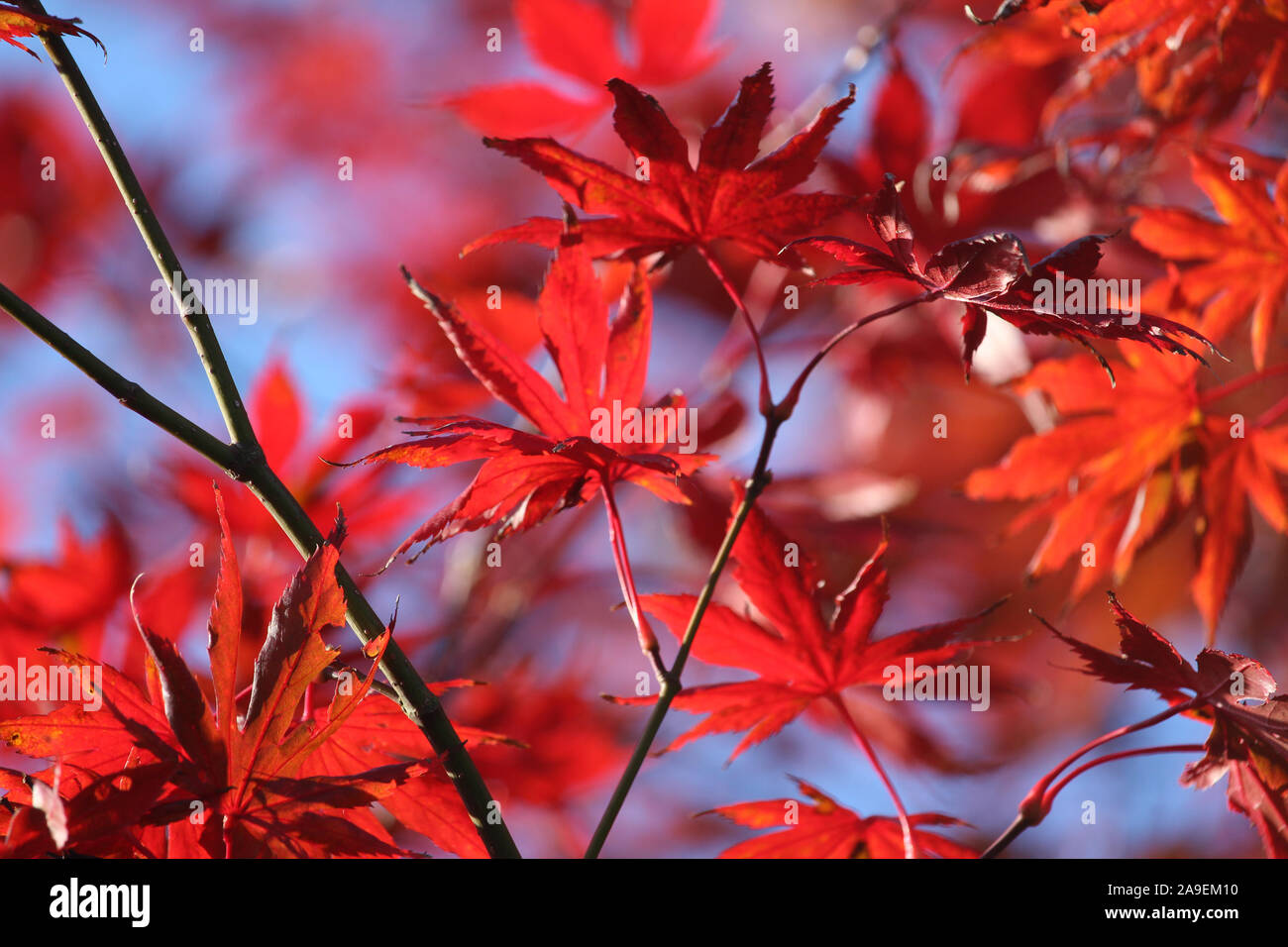 Schön feurig Herbst Farbe; rote Ahornblätter in enger bis gegen den blauen Himmel. Selektiver Fokus, sanften Licht des frühen Morgens. Natur Hintergrund. Stockfoto Schön feurig Herbst Farbe; rote Ahornblätter in enger bis gegen den blauen Himmel. Selektiver Fokus, sanften Licht des frühen Morgens. Natur Hintergrund. Stockfoto