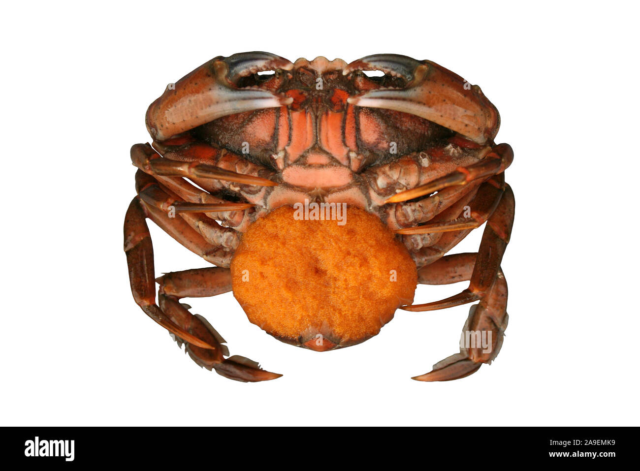 Europäische Ufer Crab Carcinus maenas - Weibchen mit Eiern (Berry) Stockfoto
