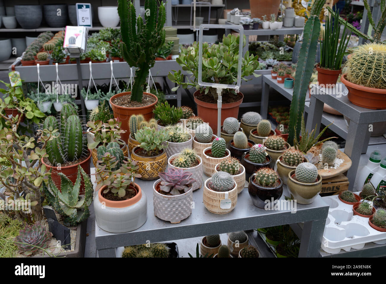 Sammlung oder die Anzeige der Cactii oder Kaktus in Porzellan Töpfe für den Verkauf in Garten Center, Shop oder Laden Stockfoto