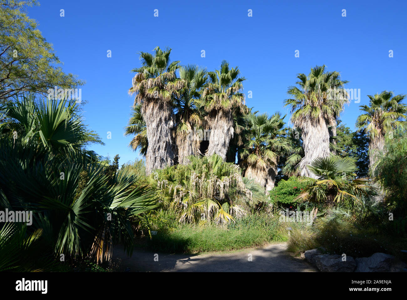 Caranday Palmen, Trithrinax campestris, in Palm Garden oder den Botanischen Garten von Parc Borely Marseille Frankreich Stockfoto