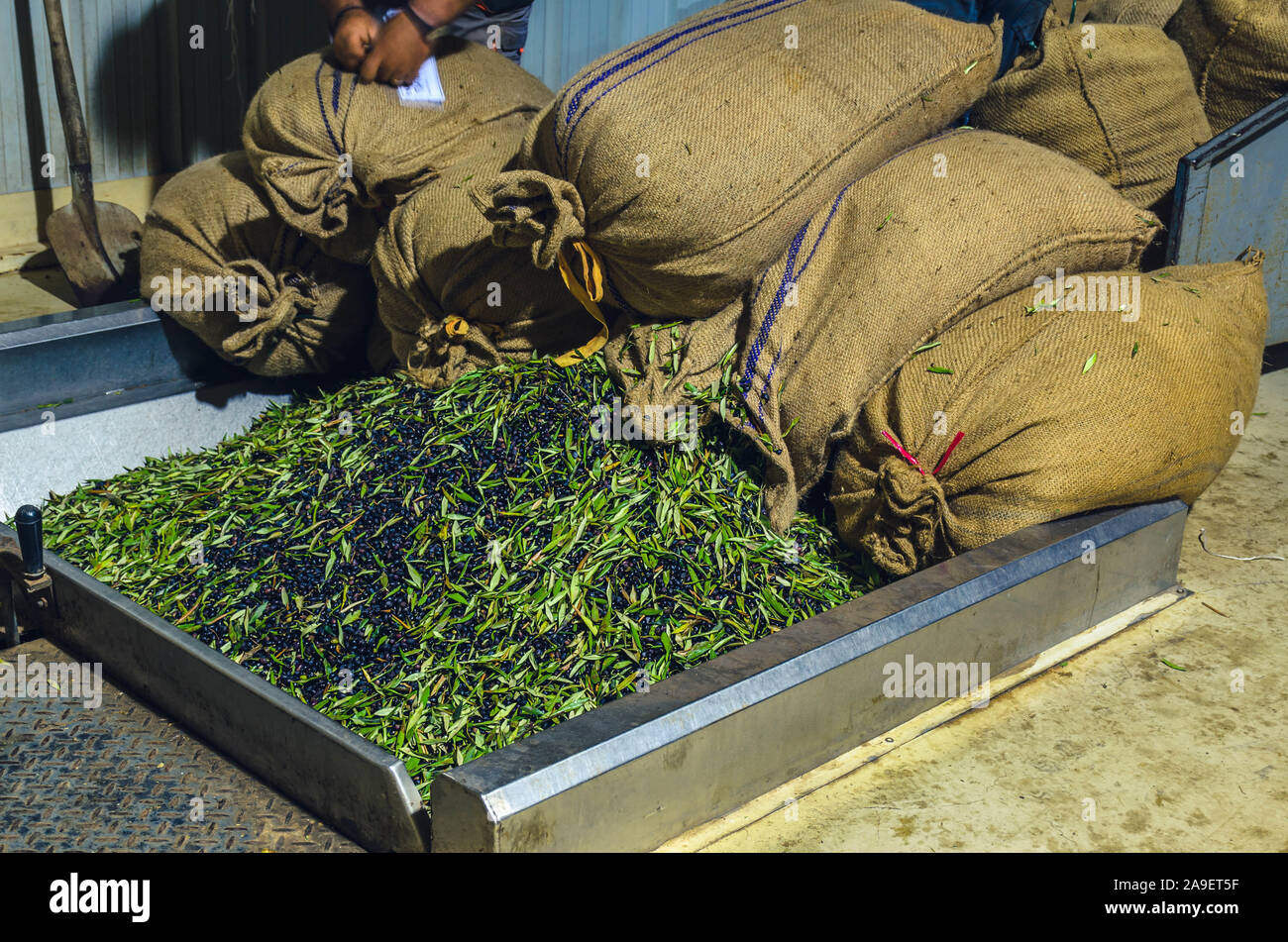 Geernteten Oliven laden aus Säcken Hopper in der Ölmühle in Kreta zu drücken. Stockfoto