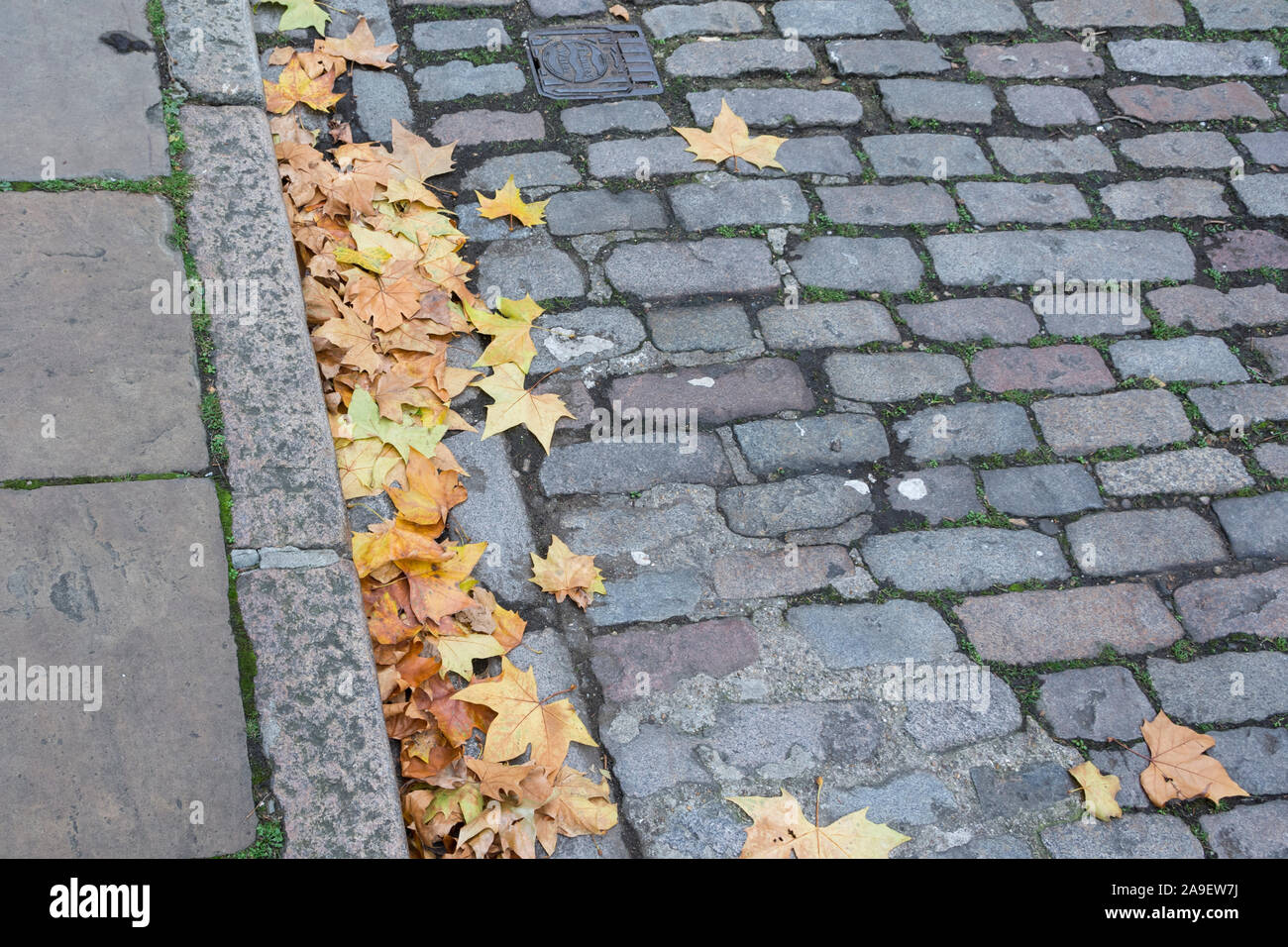 Straße mit Kopfsteinpflaster und Dachrinne mit Herbst Sycamore (aceraceae) Blatt fallen Stockfoto