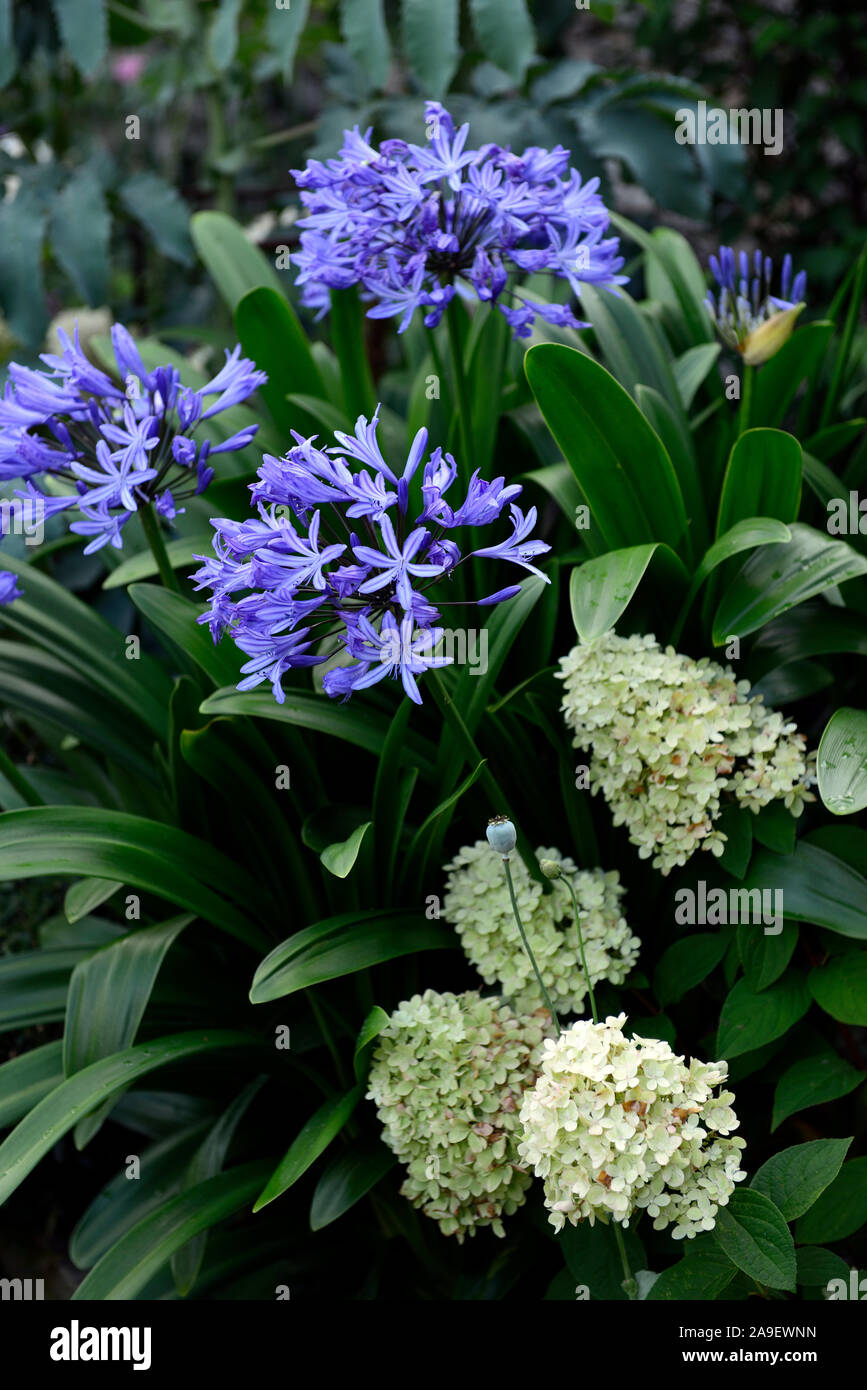 Agapanthus blaue Blumen, hydrangea paniculata, mehrjährig, mixed borders, Garten, Gärten, blühenden, RM Floral Stockfoto