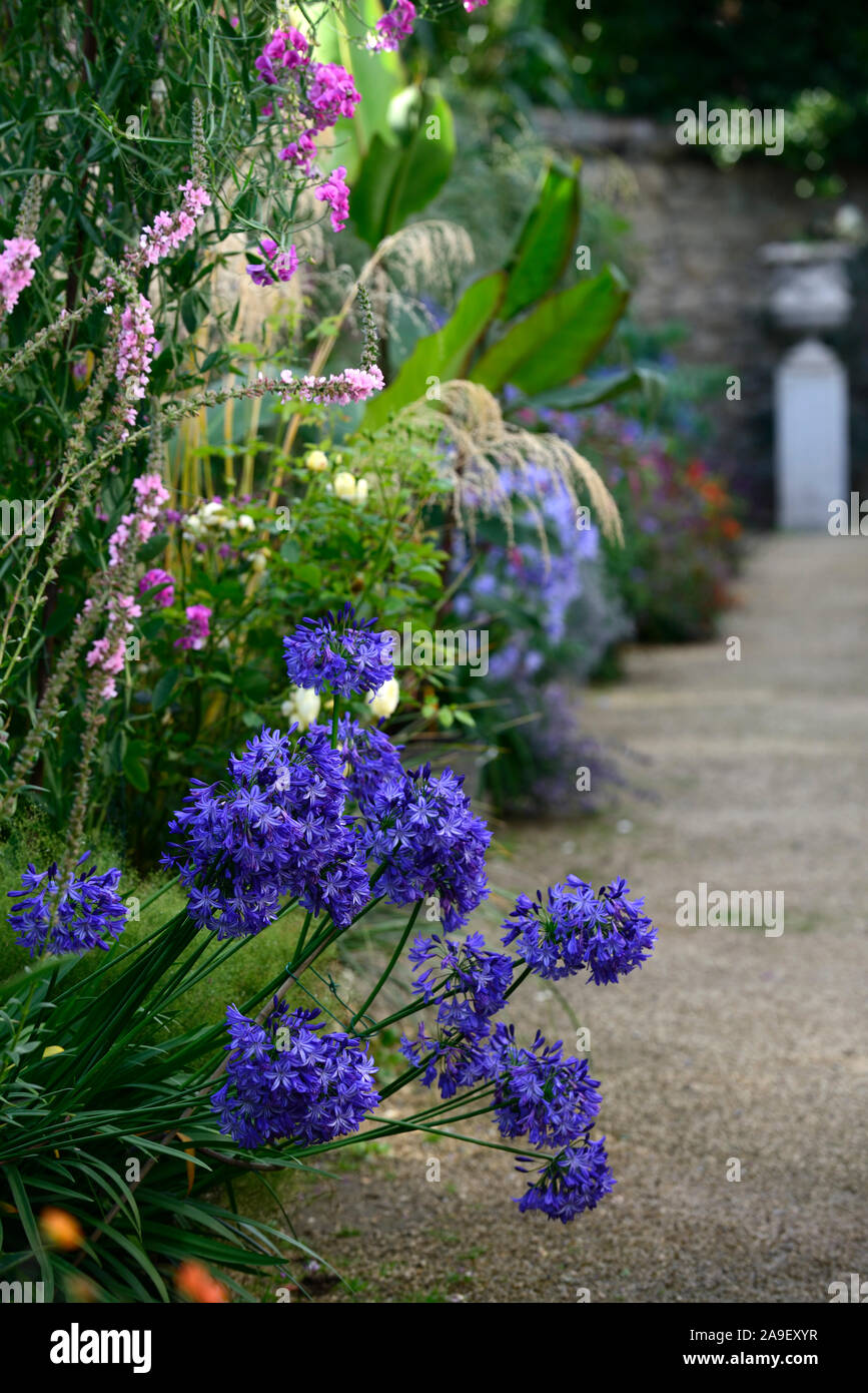 Die Dillon Garten, Helen Dillon, Plantswoman, Dun Mhuire, Seafield Ave, Monkstown, Dublin, Irland, ein Staudenbeet, Stauden, üppige Bepflanzung Stockfoto