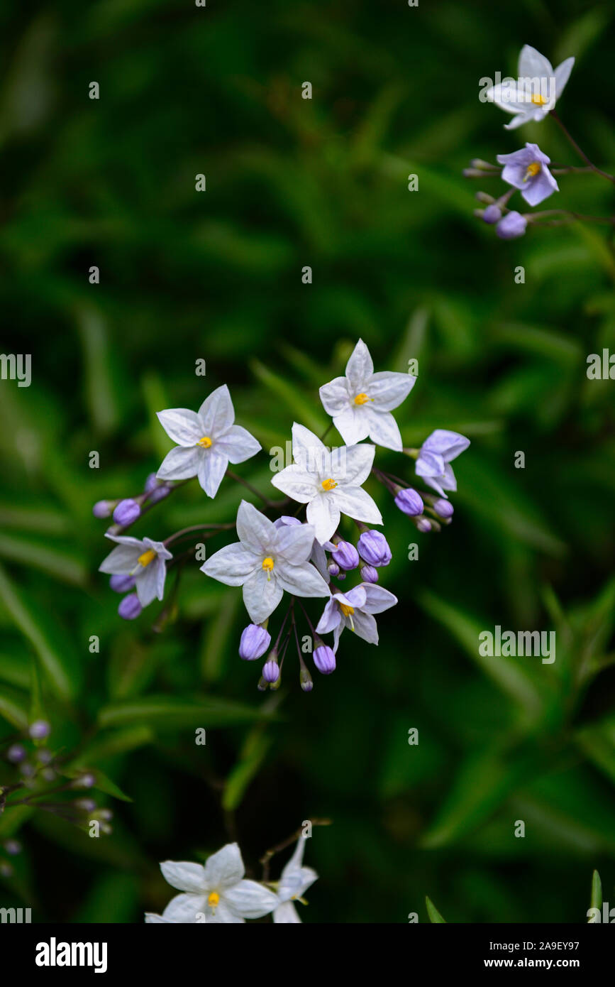 Solanum Jasminoides Blue Ice, Solanum laxum Blue Ice, chilenische Kartoffel, Rebe, weiß blaue Blumen, Blume, Blüte, Bergsteiger, RM Floral Stockfoto