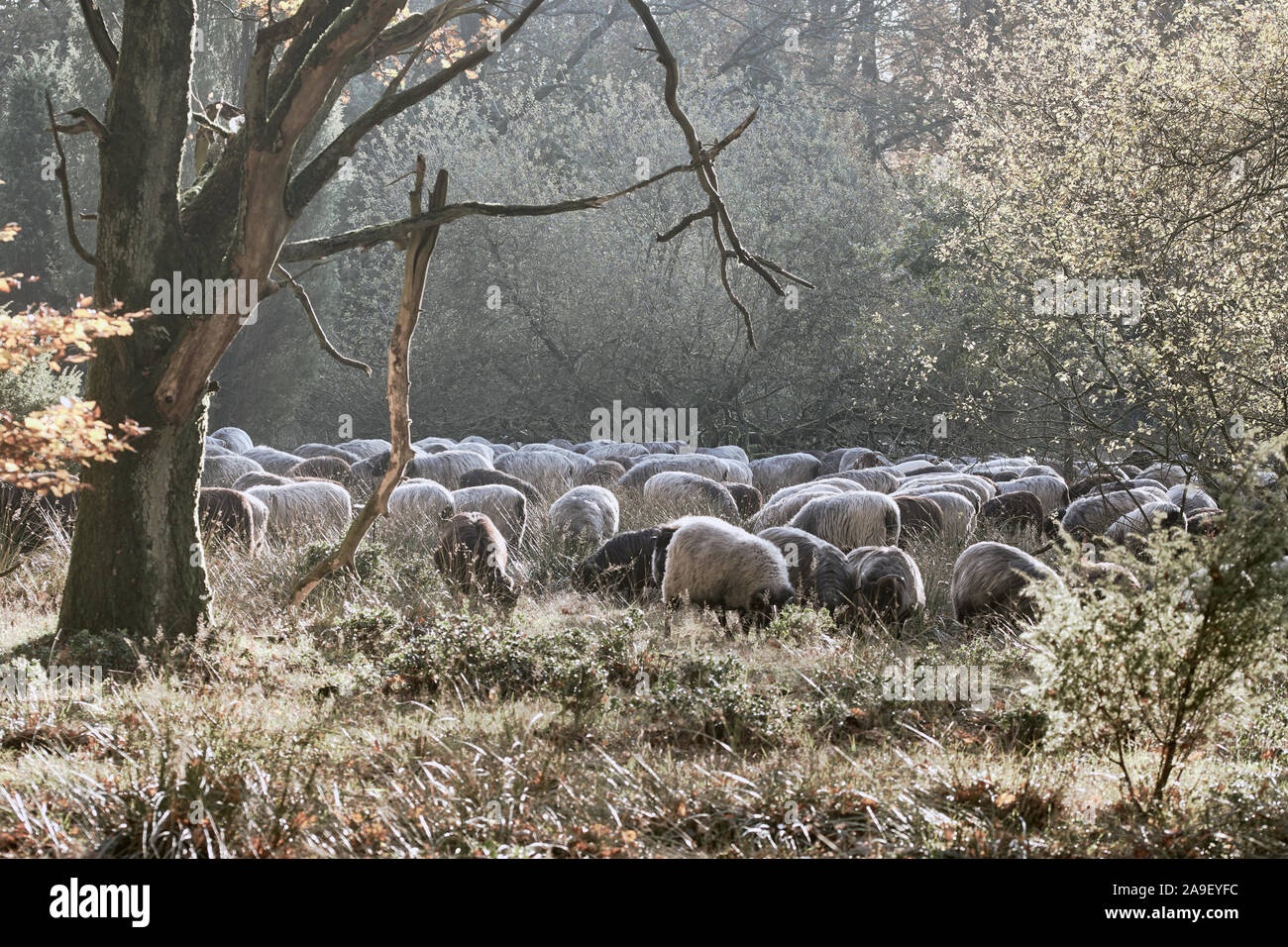 Große Gruppe von Weißen und grauen Deutschen gehörnten Heide in der Nähe von Wilsede, Lüneburger Heide Stockfoto