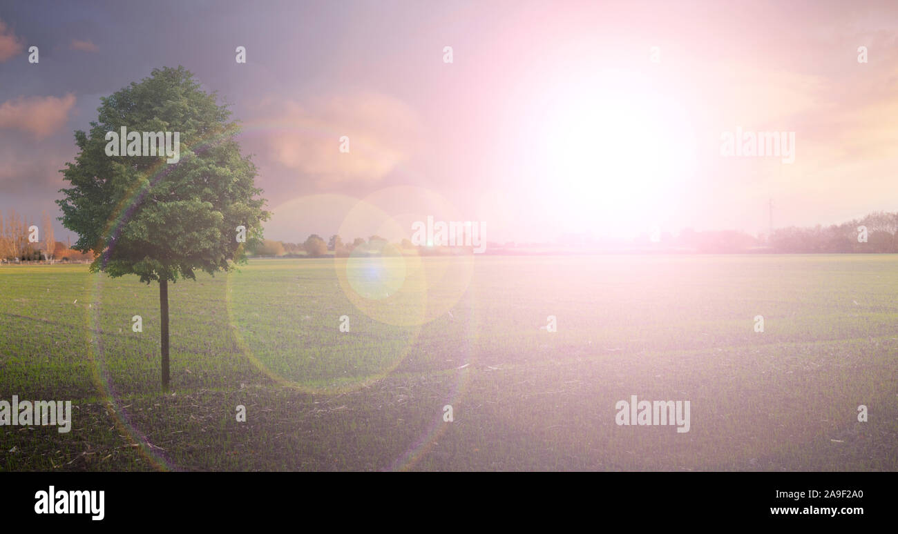 Feld mit Baum in der Hintergrundbeleuchtung Stockfoto