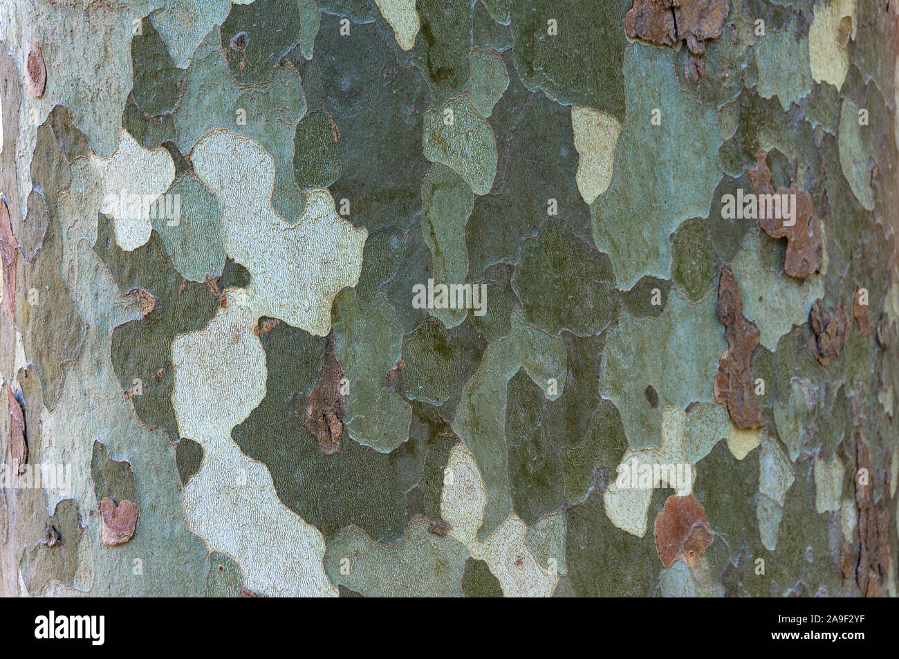 Pappel Baumstamm Textur. Natürliche organische Hintergrund Stockfoto