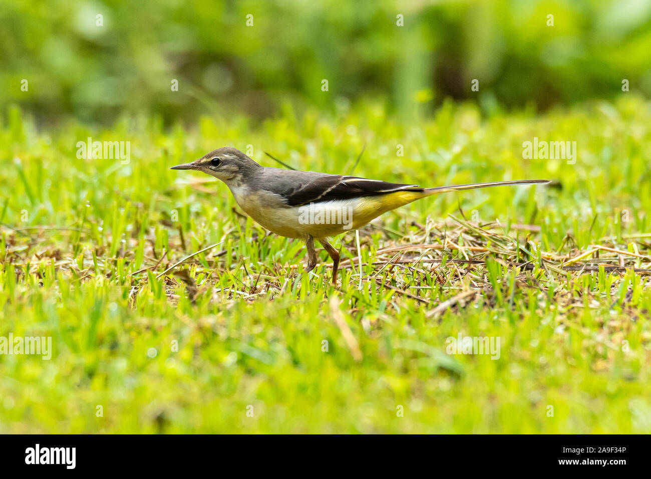 Gebirgsstelze auf Rasen, Insekt für Lebensmittel Stockfoto