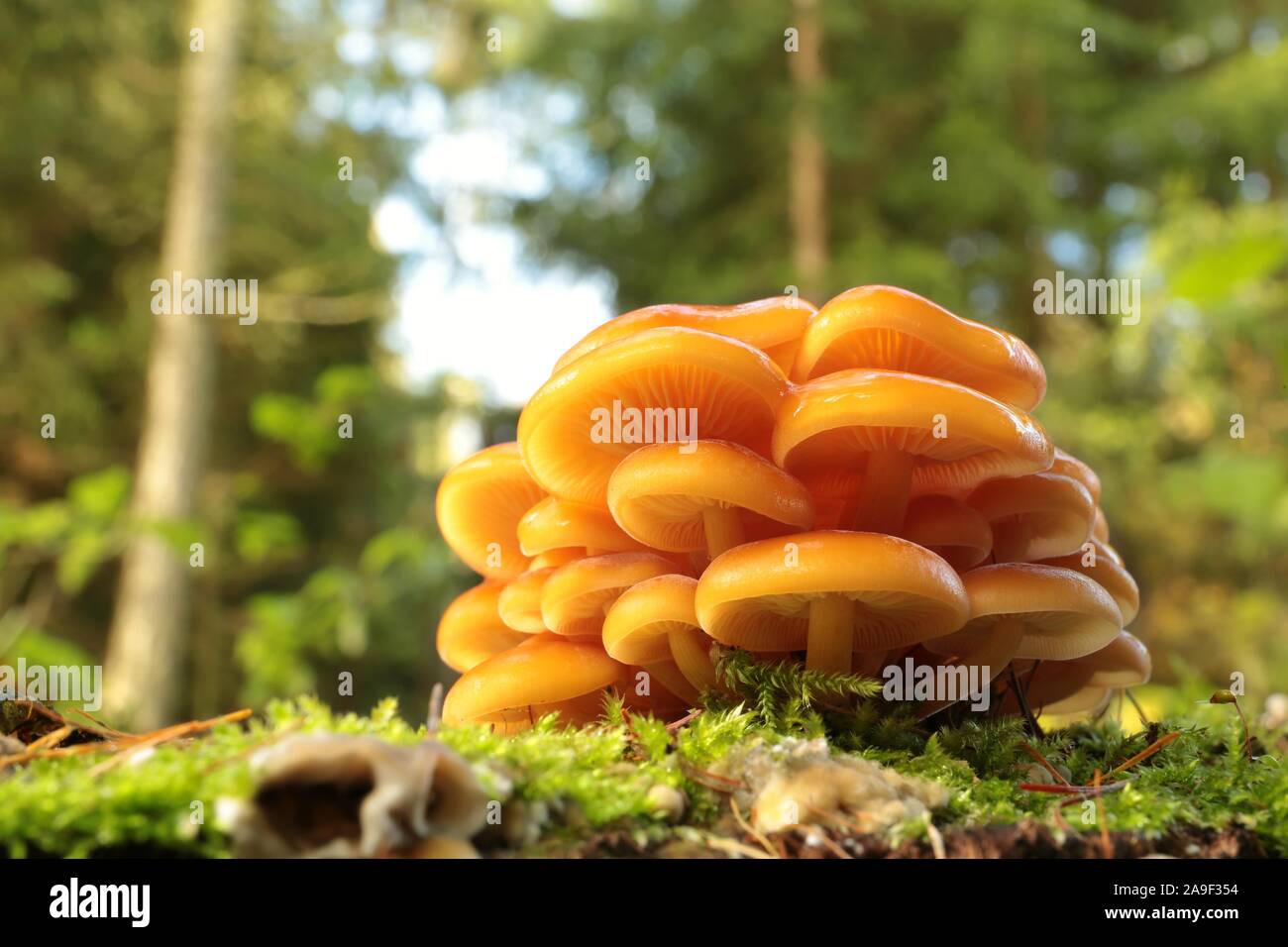Familie der Pilze auf einem Baumstamm im Herbst Wald. Makro- und Nahaufnahmen von Pflanzen im Wald. Stockfoto