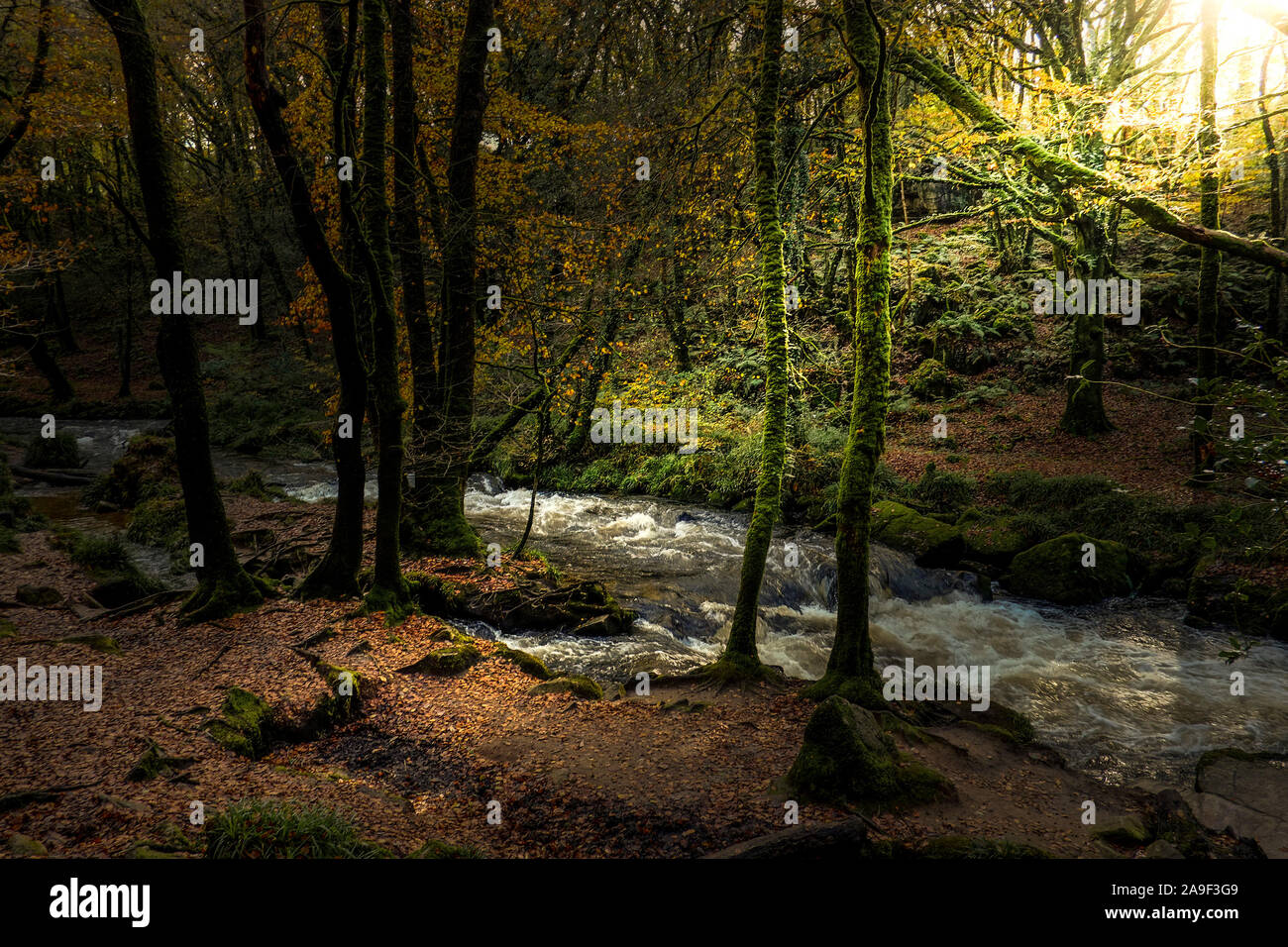 River Fowey an Golitha fällt in eine herbstliche Draynes alten Wald in Cornwall. Stockfoto