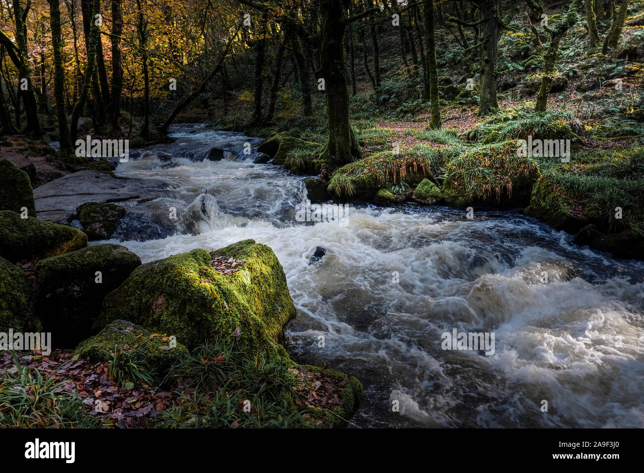 Die River Fowey an Golitha fällt in eine herbstliche Draynes Holz eine alten Wald in Cornwall. Stockfoto