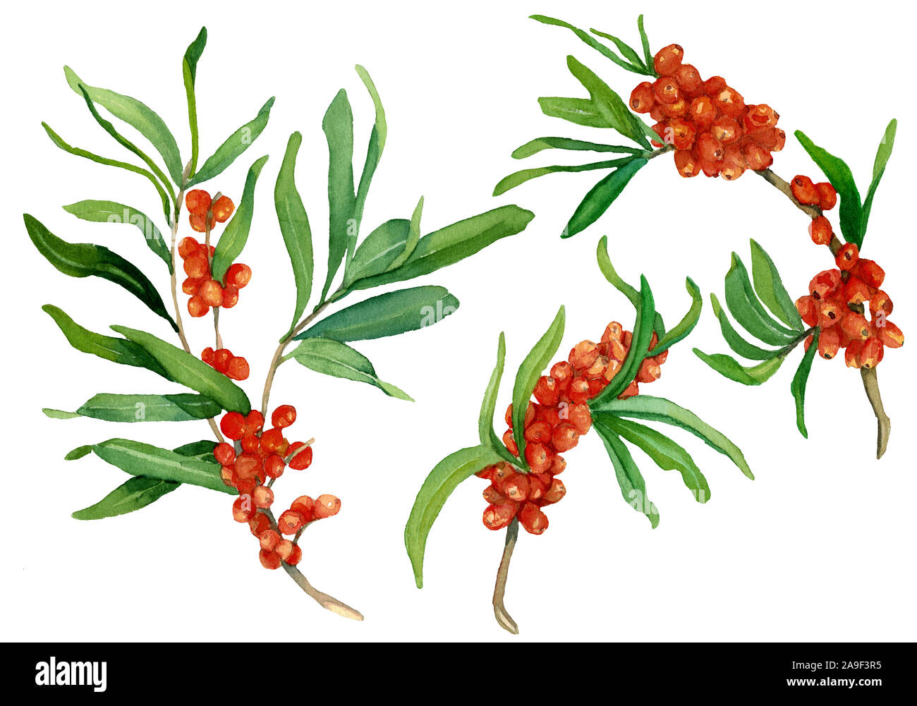 Aquarell von Sanddorn Zweige mit Blättern und Beeren. Drei verschiedene Zweige raster Vorlage. Design für Hüllen, Verpackungen, Hintergründe Stockfoto