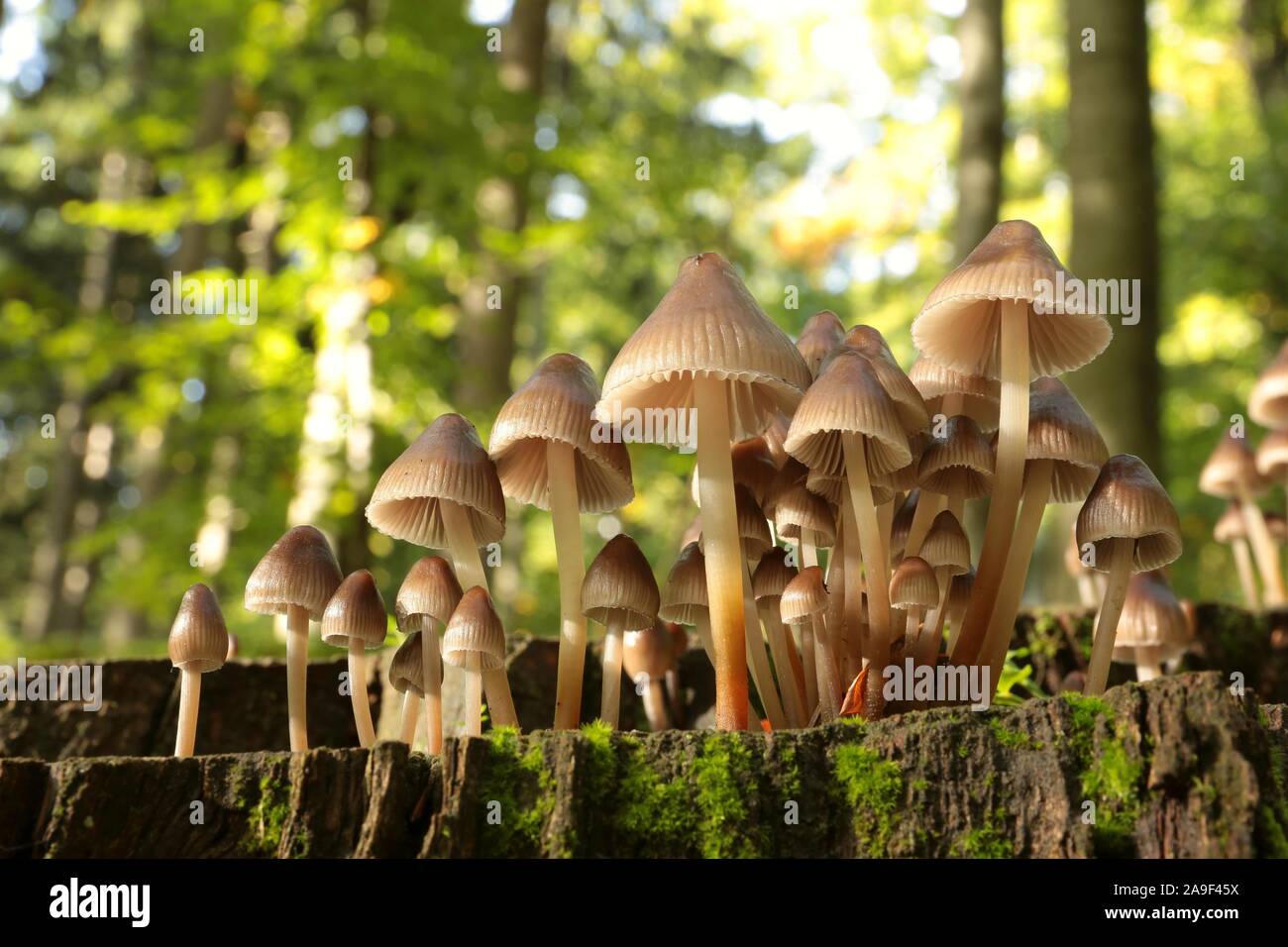 Familie der Pilze auf einem Baumstamm im Herbst Wald. Makro- und Nahaufnahmen von Pflanzen im Wald. Stockfoto