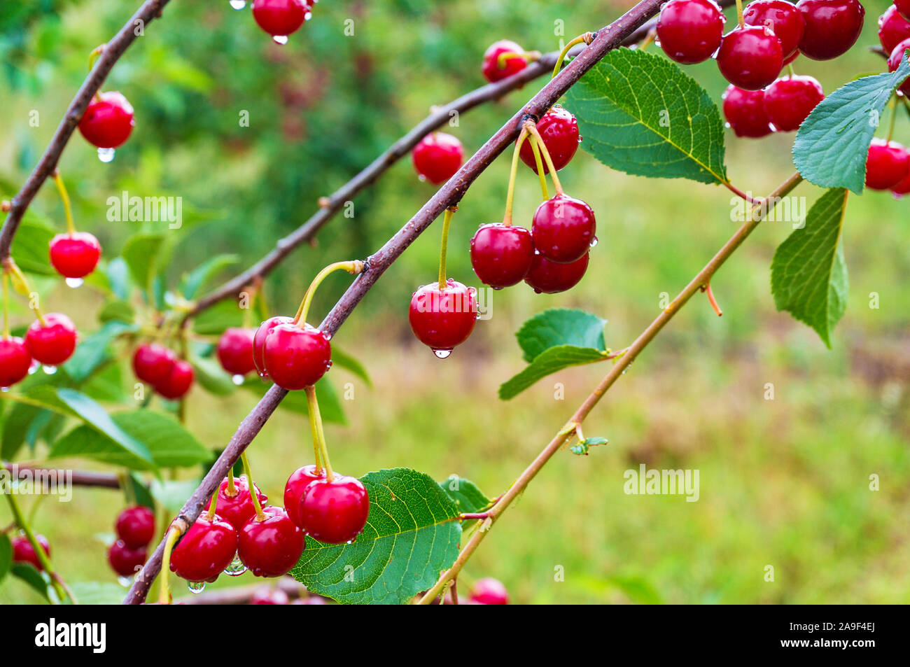 Rote Kirschen auf dem Kirschbaum in der Obstgarten Reif. Natur Hintergrund Stockfoto