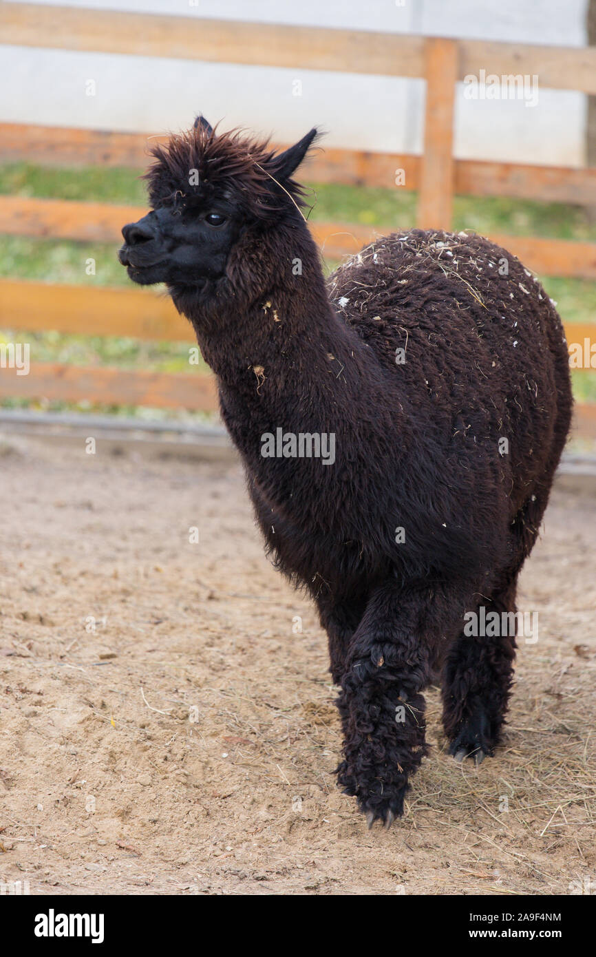 Closeup Portrait von einem entzückenden niedlichen schwarzen lockigen shagged männlichen Alpaka mit dicker Wolle und lustige Fringe. Vicugna pacos Stockfoto