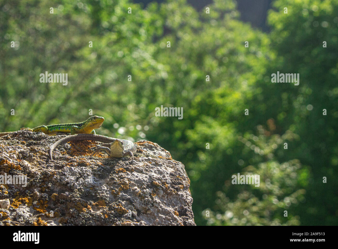 Reptilien kriechen auf einem Felsen. Kaltblütigen Echsen heraus gekrochen in der Sonne. Die grüne Farbe des Reptils. Stockfoto