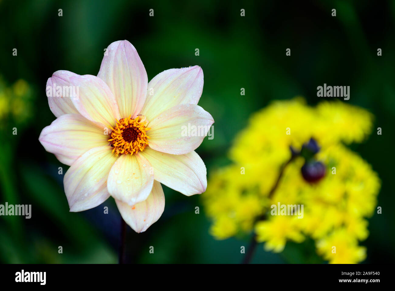 Dahlie, Pfingstrose Dahlien, Sämling, Pfirsich Aprikose Blumen, Blüte, RM floral Stockfoto