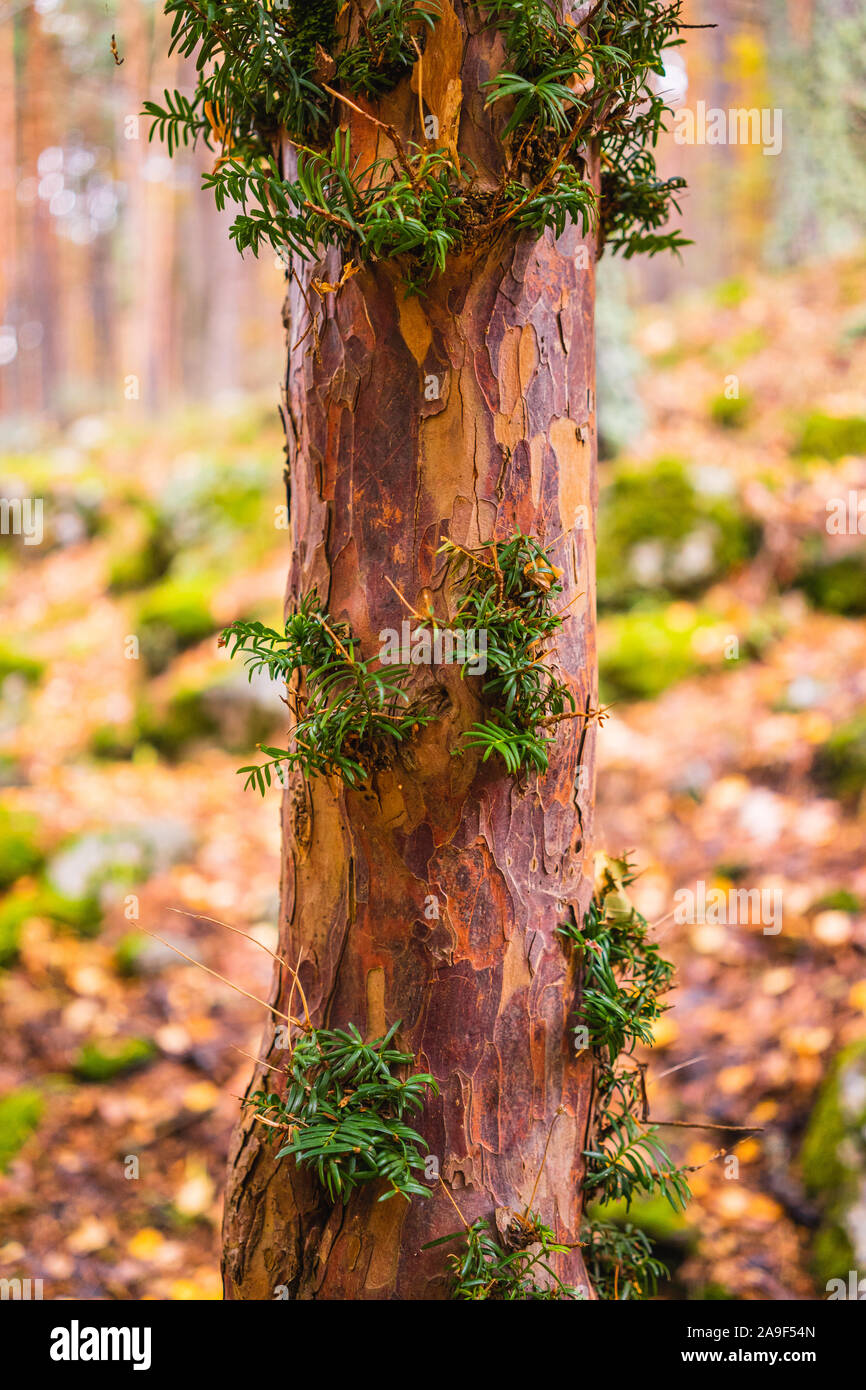 Stamm und Zweigen einer Eibe in einem Wald im Herbst Stockfoto