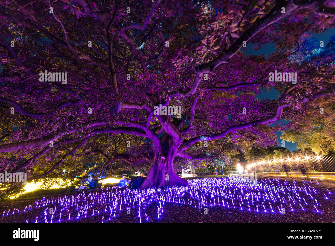 Sydney, Australien - 27. Mai 2016: Vivid Sydney Festival 2016 Licht Beleuchtung der Eukalyptusbaum wird o Wisps Stockfoto