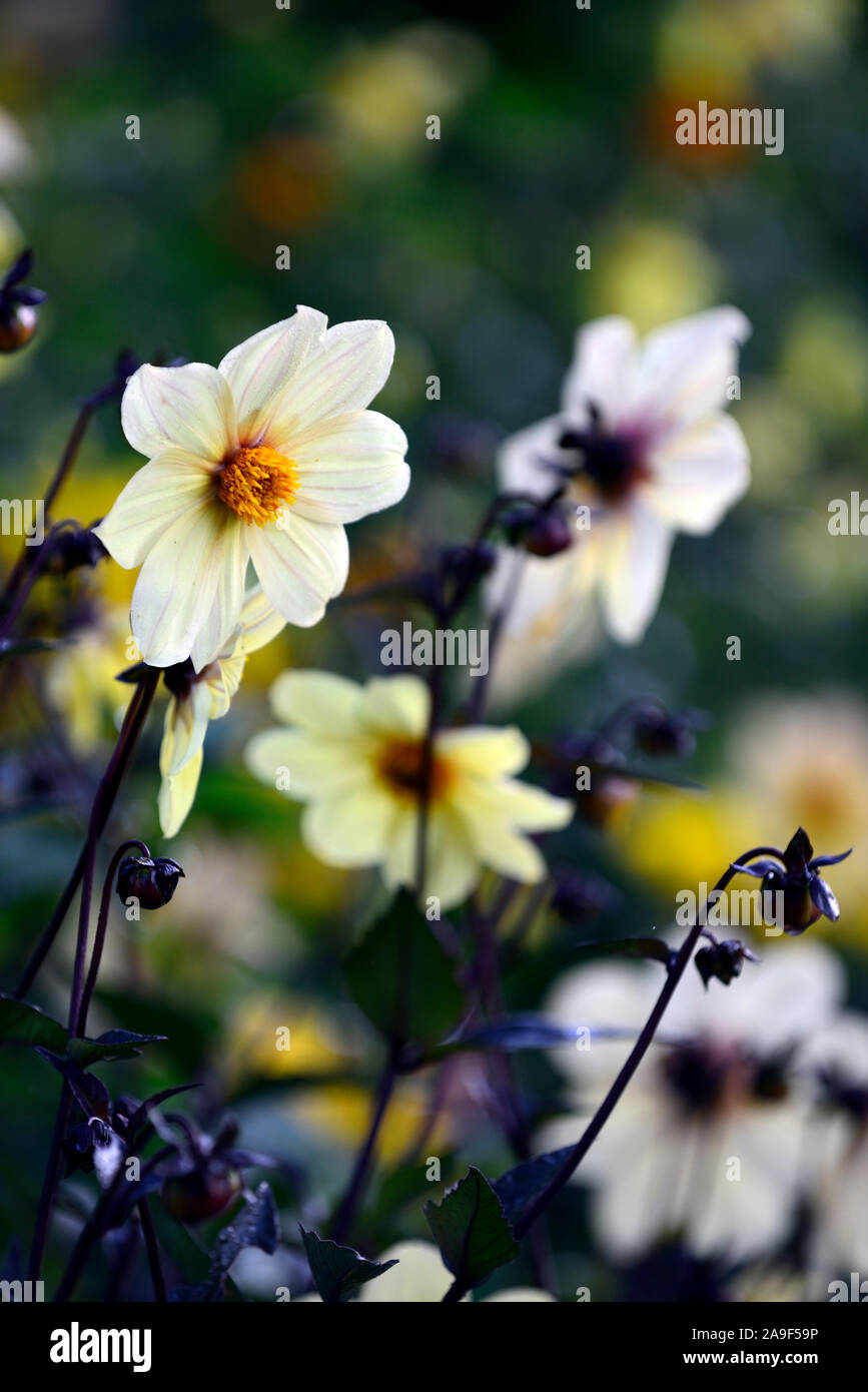 Dahlie, Pfingstrose Dahlien, Sämling, Sahne gelbe Blumen, Blüte, RM floral Stockfoto