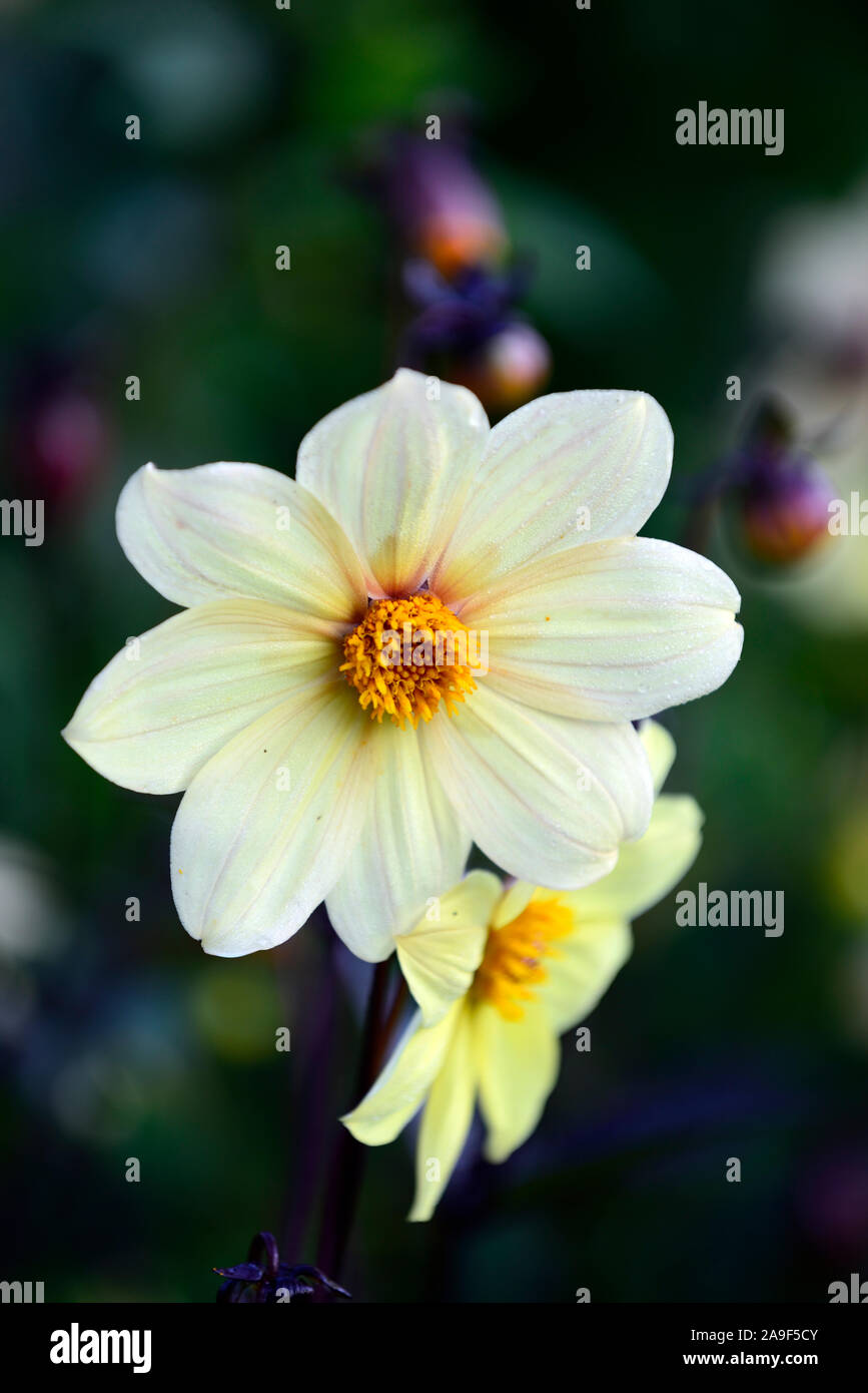 Dahlie, Pfingstrose Dahlien, Sämling, Sahne gelbe Blumen, Blüte, RM floral Stockfoto