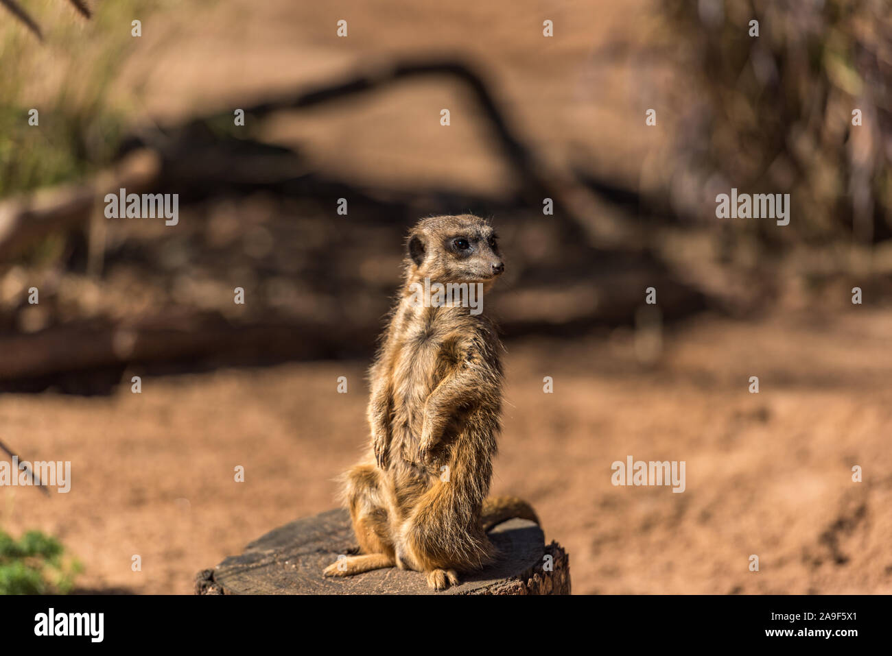 Afrikanische Mongoose, erdmännchen oder erdmännchen stehend auf Alarm Stockfoto