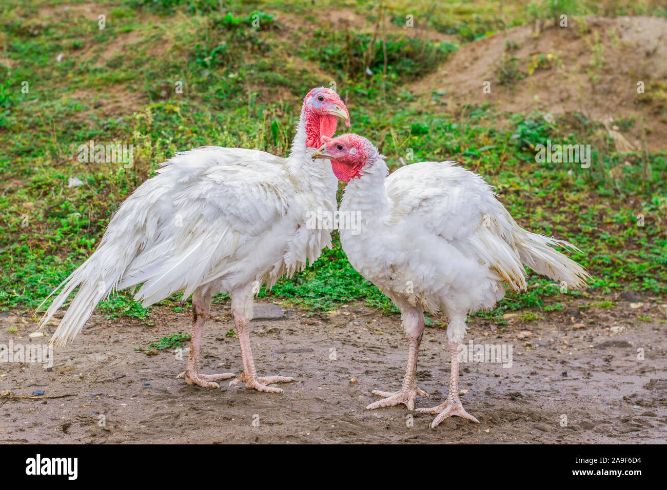 Big Türkei auf der Geflügelfarm. Weiß der Türkei auf der Straße. Eine fleischige Vogel, gebraten wird, wenn es aufwächst. Die Zucht der Vögel im Land. Stockfoto