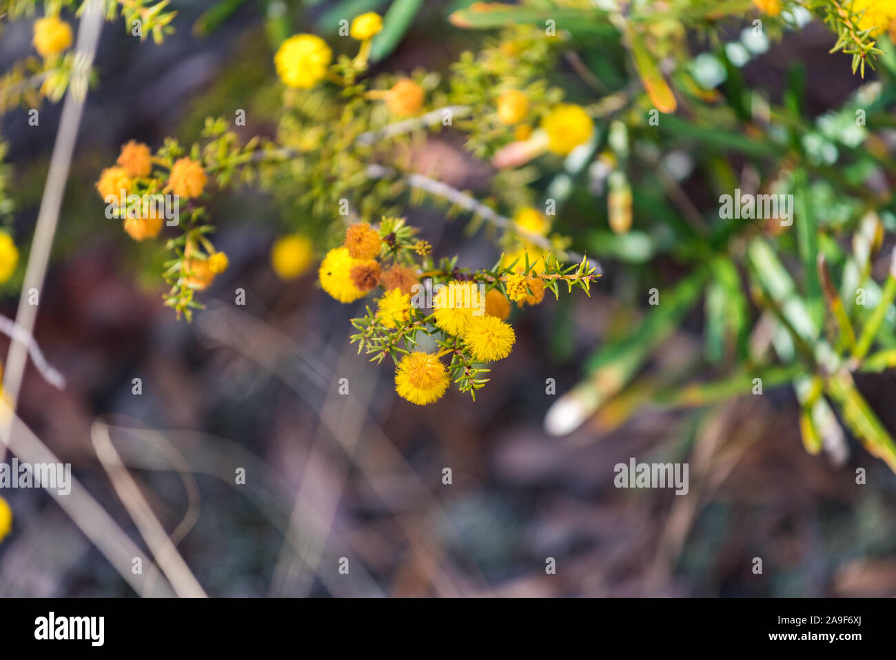 Akazienblüten ganz nah. Australische Flechtwerk Natur Hintergrund Stockfoto