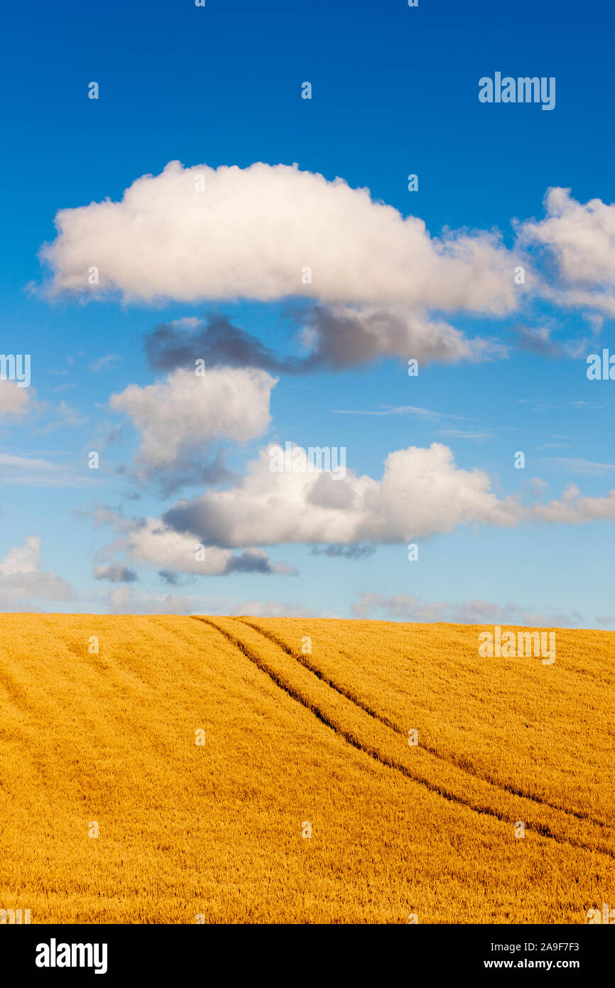 Goldene Weizenfeld Stockfoto