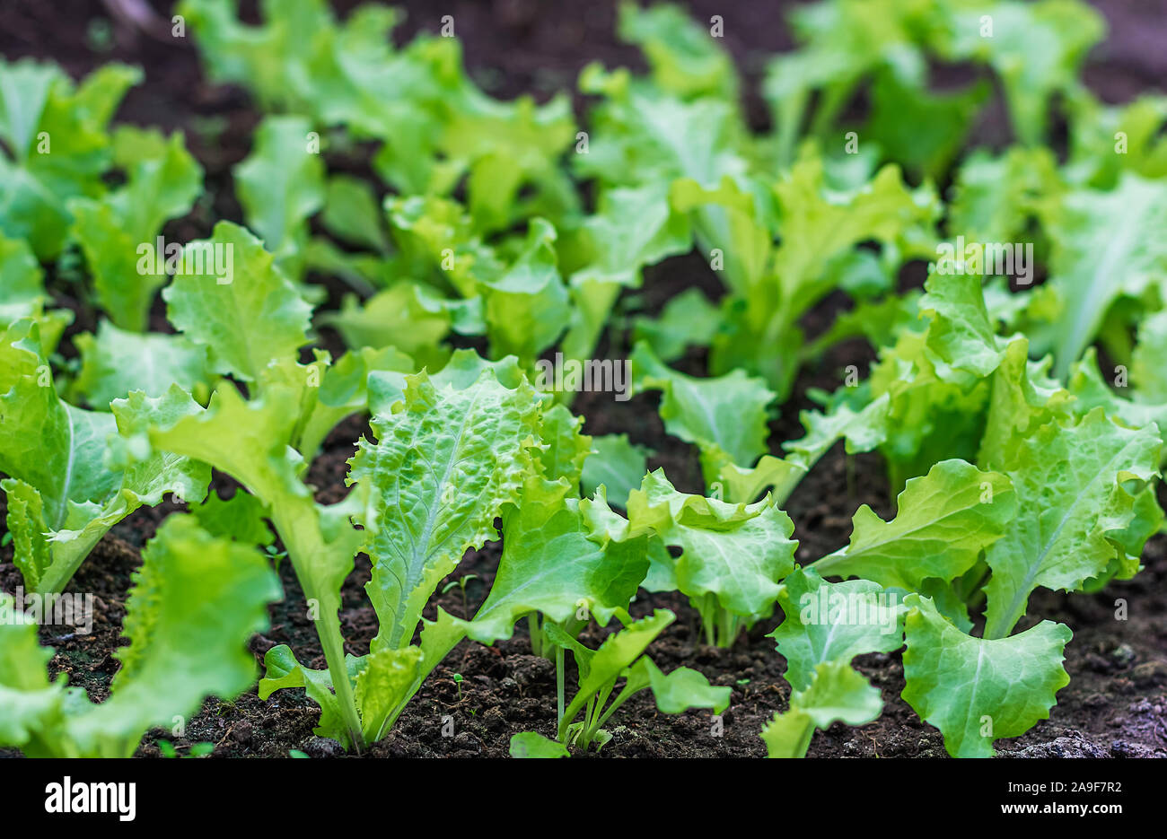 Grüne junge Salat Pflanzen. Die ökologische Landwirtschaft. Das Konzept der Vegetarismus. Stockfoto