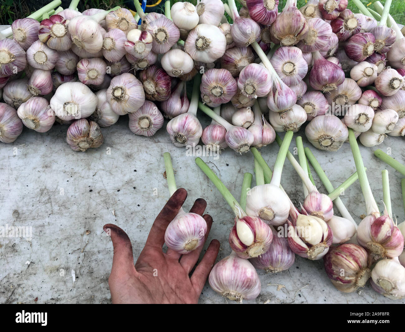 Eine weibliche Landwirt vorbereiten frischer Knoblauch für den Wochenmarkt. Die grobe Bauern hand eine Knoblauch Stiel Holding. Stockfoto