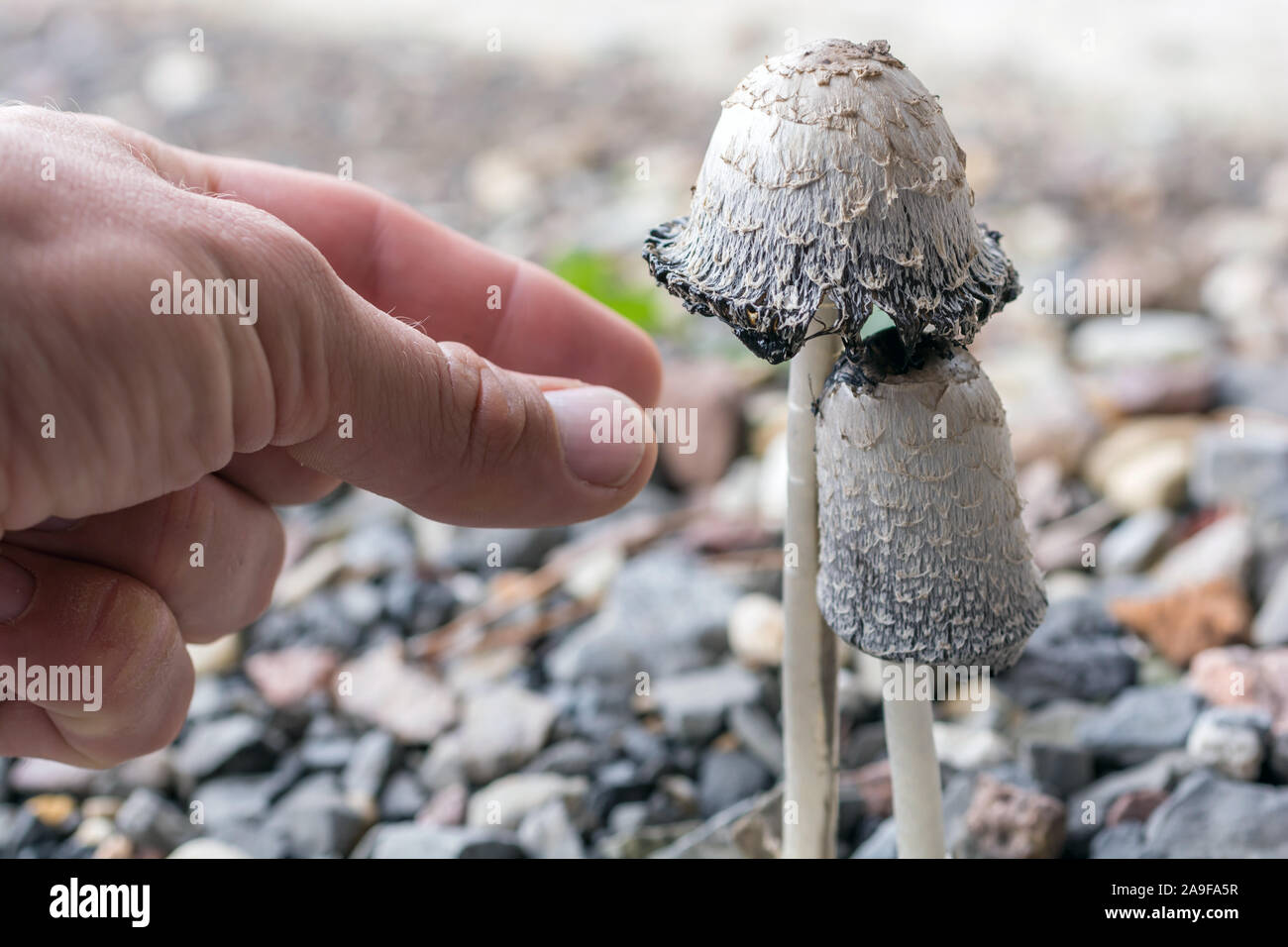 Pilz namens Schopftintling wird durch einen Pilz picker abgeholt Stockfoto