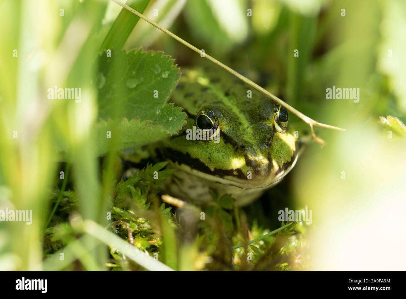 Teich Frosch, Pelophylax esculentus Stockfoto