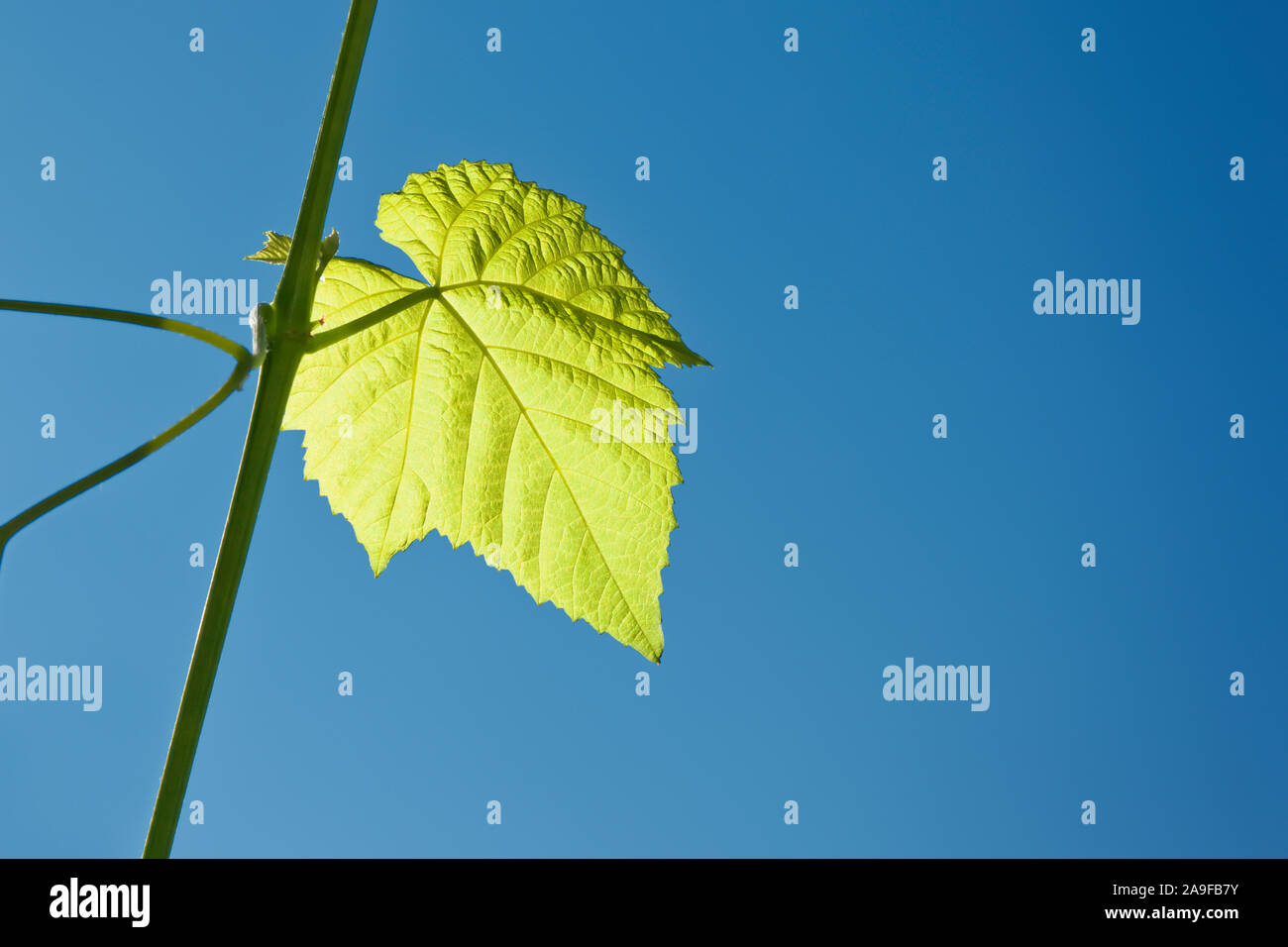 Junge grüne Wein Blatt und der tiefblaue Himmel Hintergrund Stockfoto