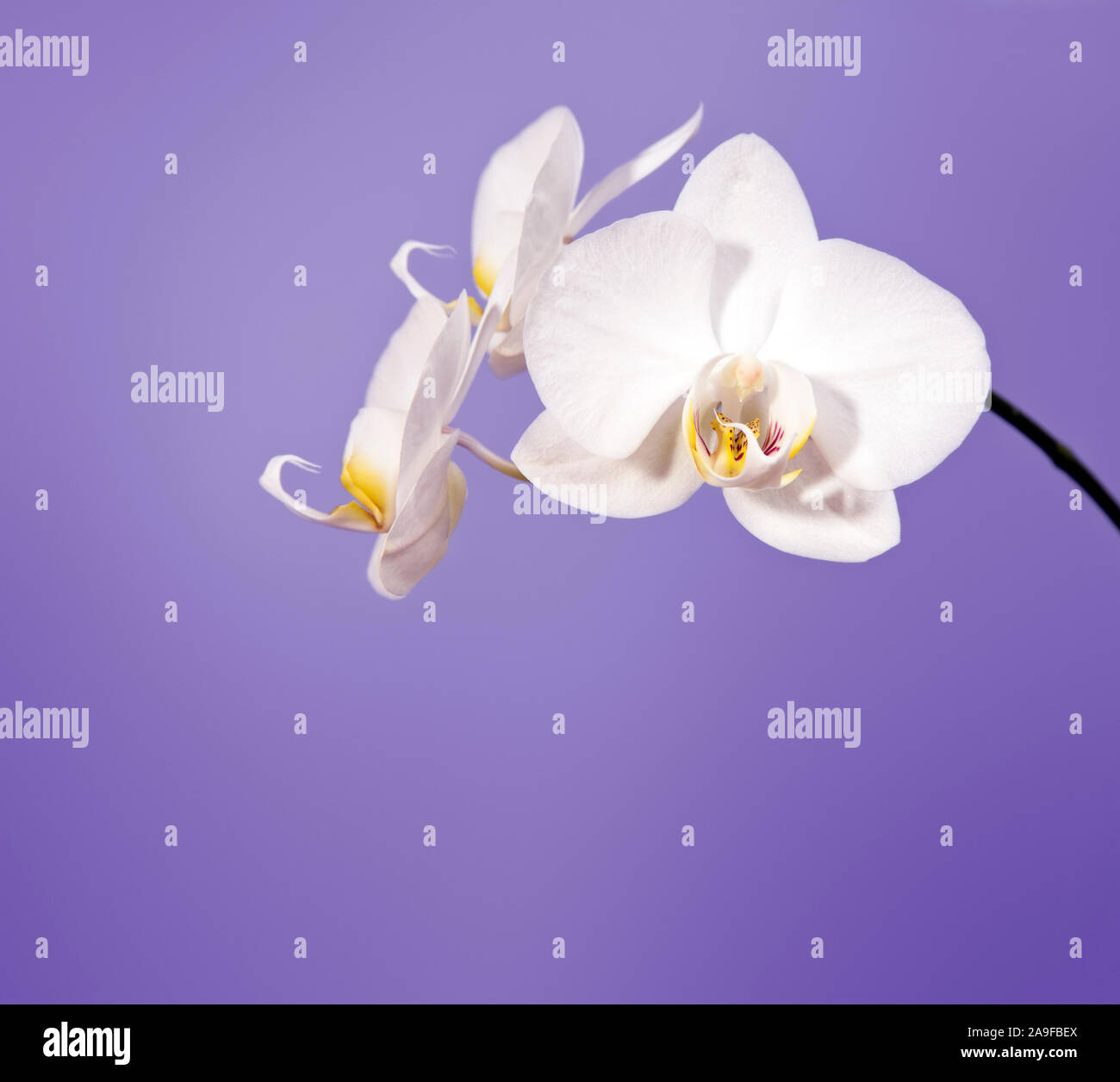 Ein Bild von einer schönen Orchidee Stockfoto