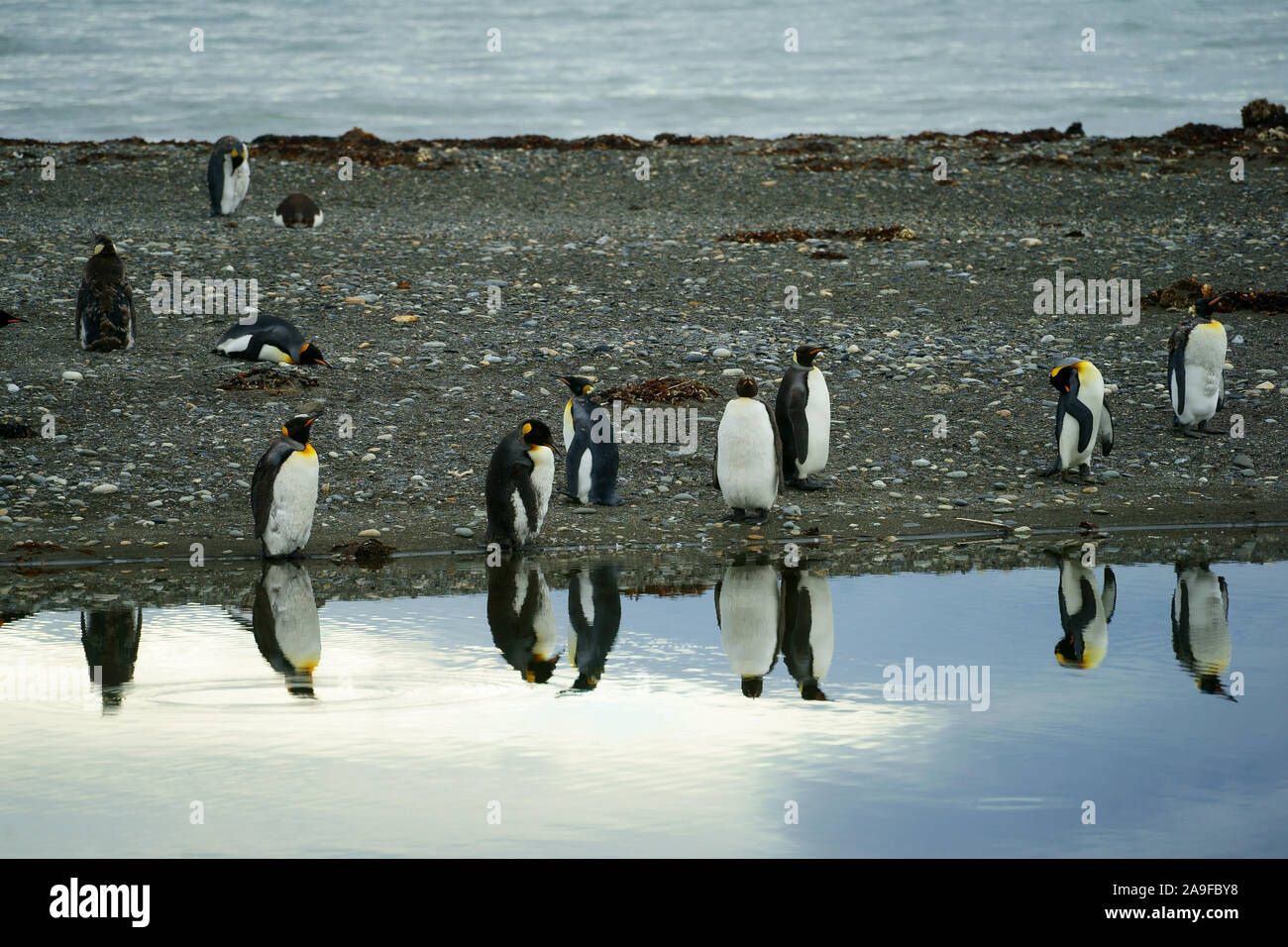 König Pinguin Kolonie in der Nähe von Onaisin, Feuerland, Chile Stockfoto
