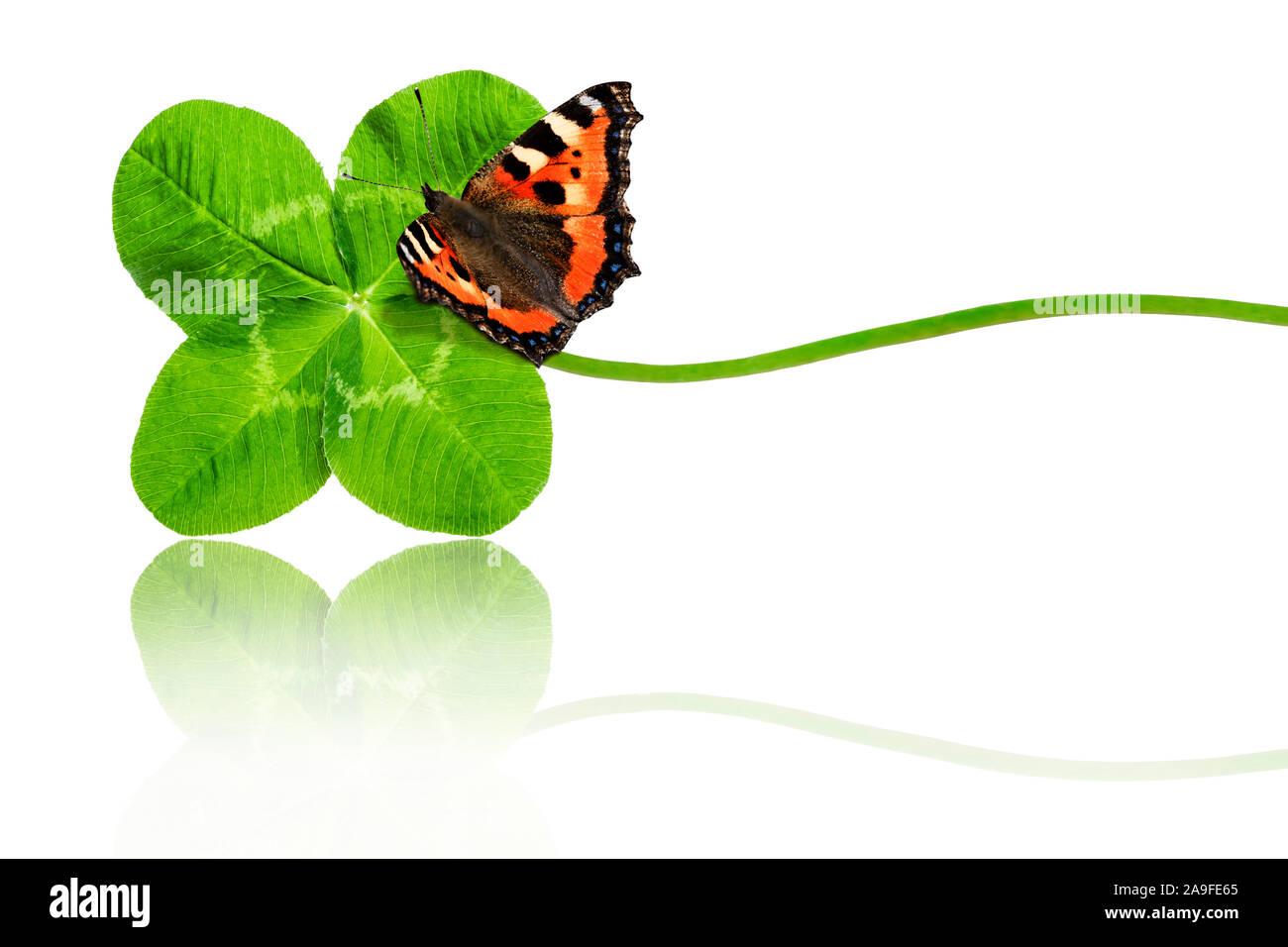 Vierblättrigen Kleeblatt mit Schmetterling Stockfoto