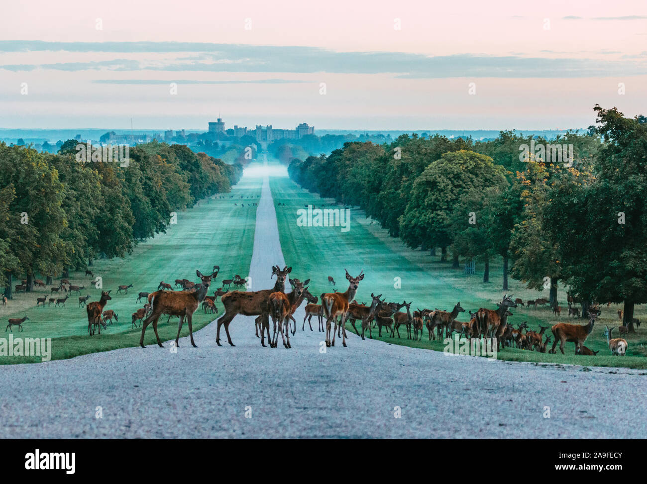 Eine Herde von Red deer Überquerung der langen Spaziergang im Schloss Windsor, England. In einer kalten, nebligen Morgen Stockfoto