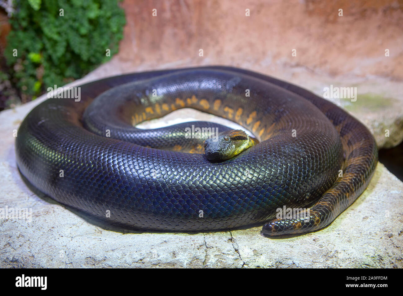 In der Nähe des Großen anaconda Schlangen Stockfoto