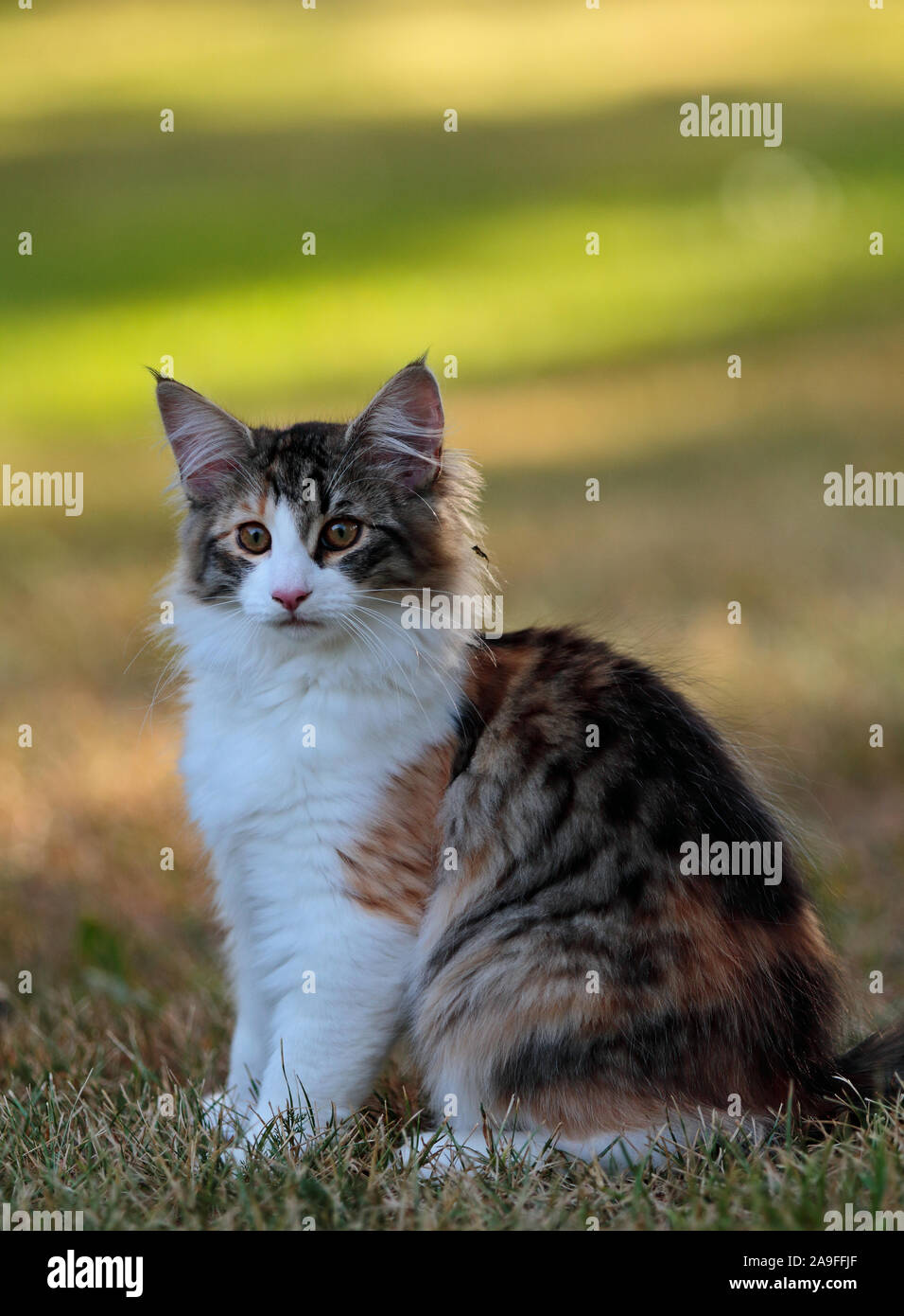 Eine wunderschöne 4 Monate alte Norwegische Waldkatze Kitten im Abend licht Stockfoto