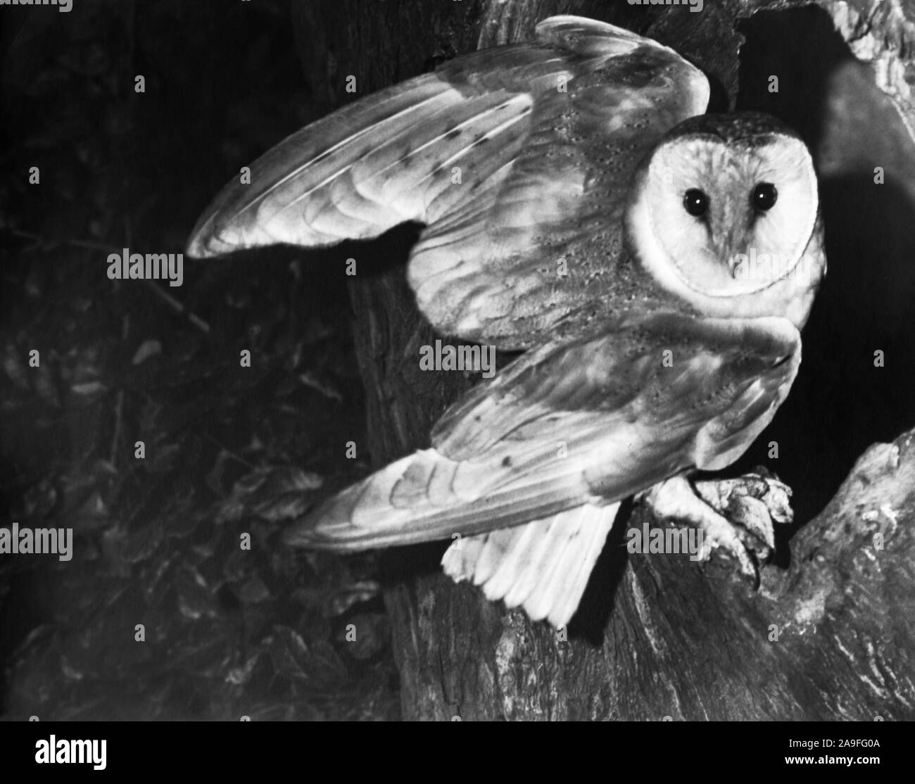 Schleiereule Tyto alba'.. Erwachsene am Nest Loch in einen Baum. Nach Eingabe der Bohrung mit Beute. Nottinghamshire. England Stockfoto