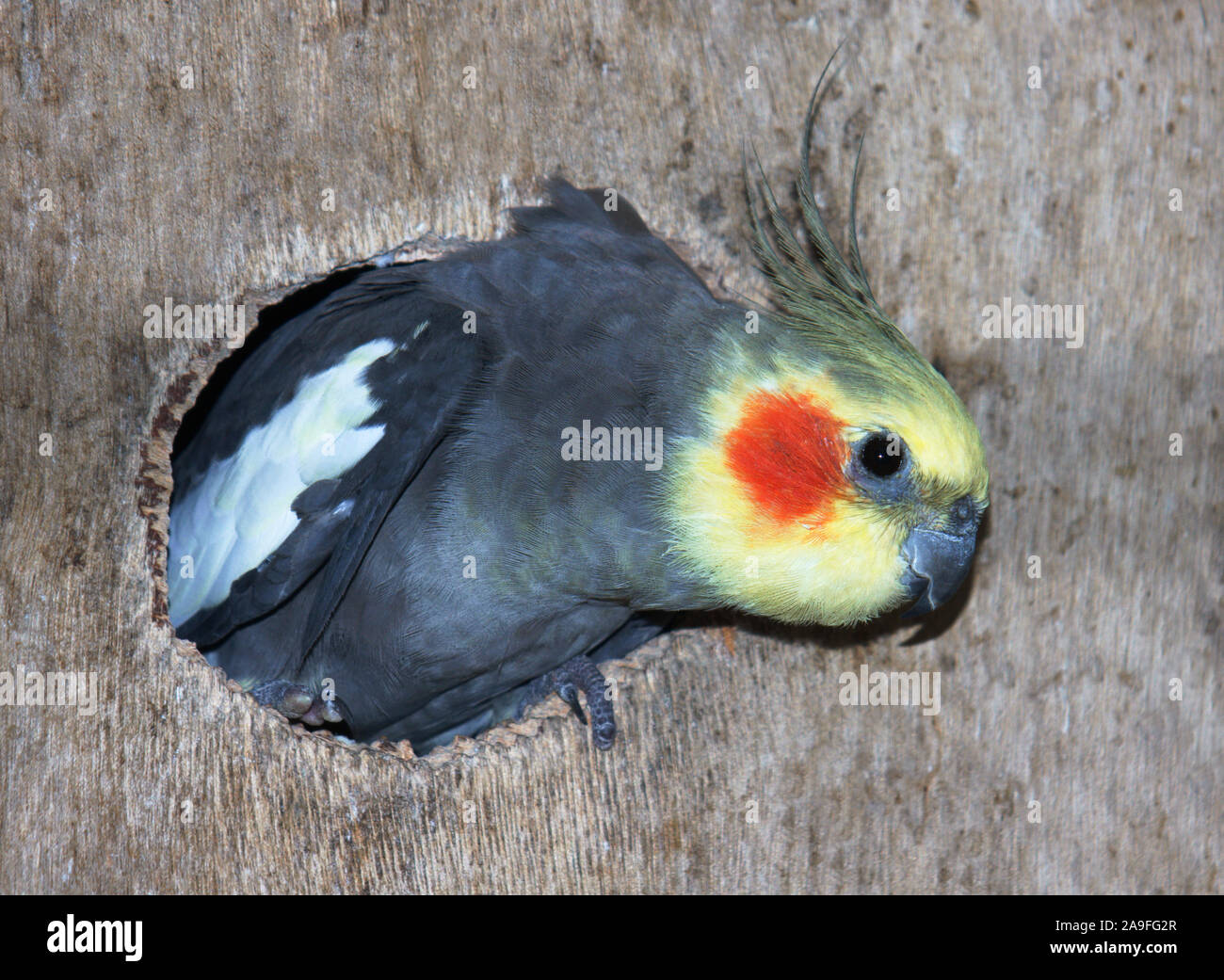 Papagei. Nymphensittich' Nymphicus hollandicus" Erwachsenen in Eingang Loch der Nistkasten. Stockfoto